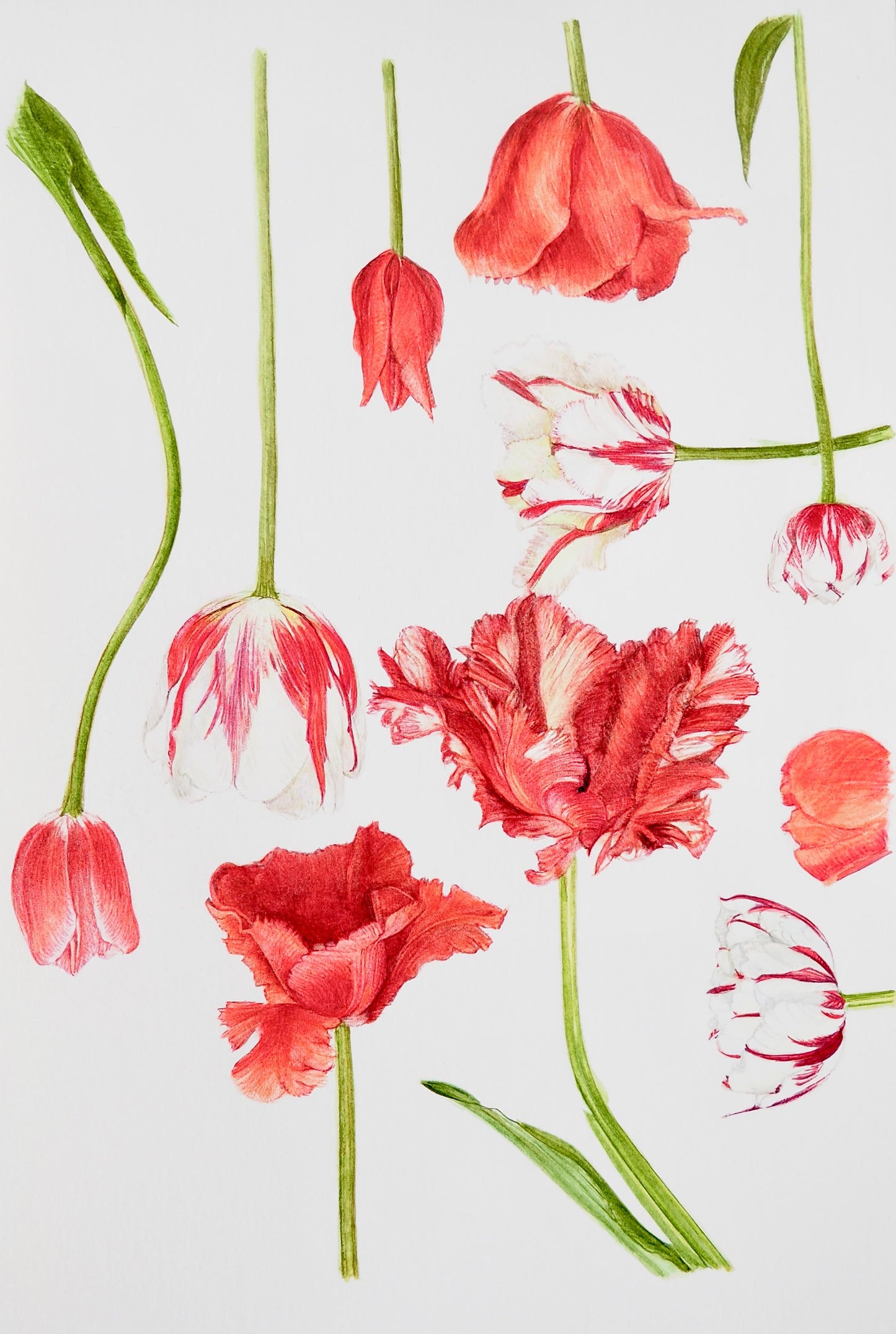 Aquarelle botanique de tulipes rouges variées, incluant tulipe perroquet, Carnaval de Nice, flaming et Van Gogh