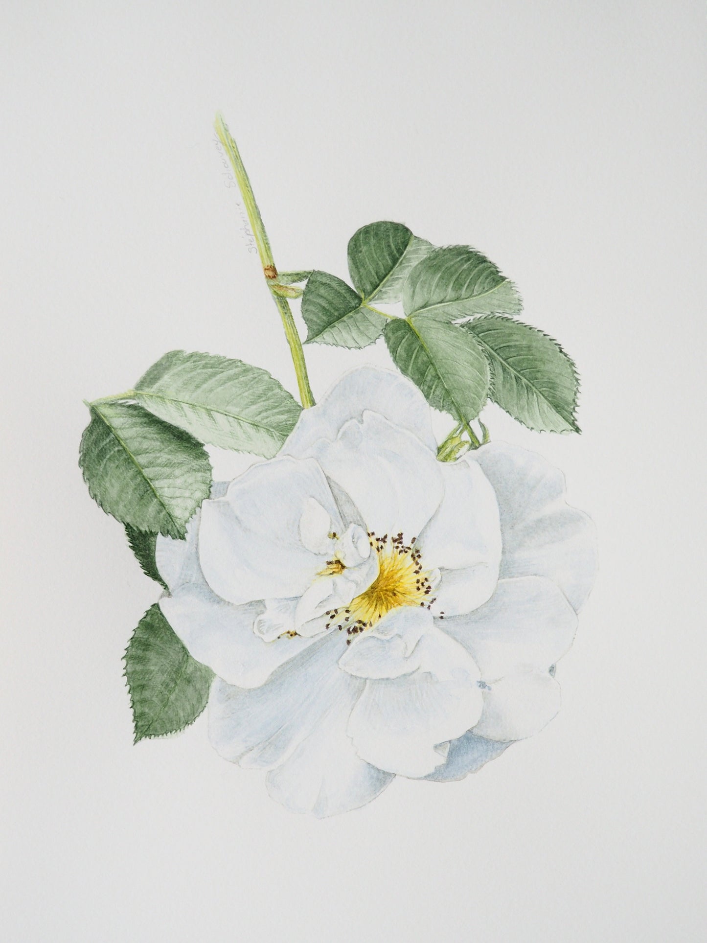 Illustration botanique à l'aquarelle de petite rose blanche, rosier buisson à fleurs groupées (Rosa, Rosacées), compact et structuré