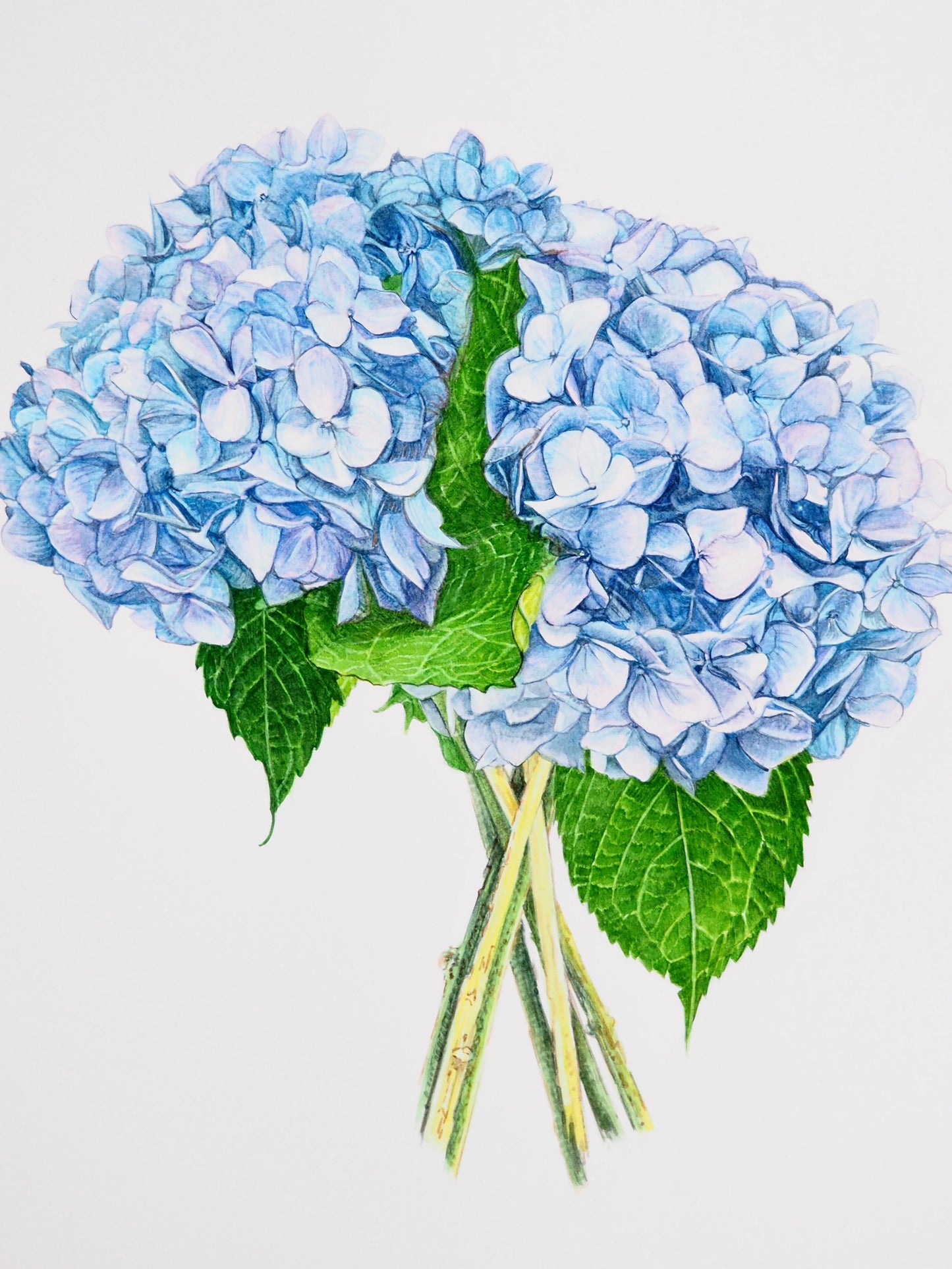 Illustration botanique à l'aquarelle d'hortensia bleu (Hydrangea macrophylla) en inflorescence