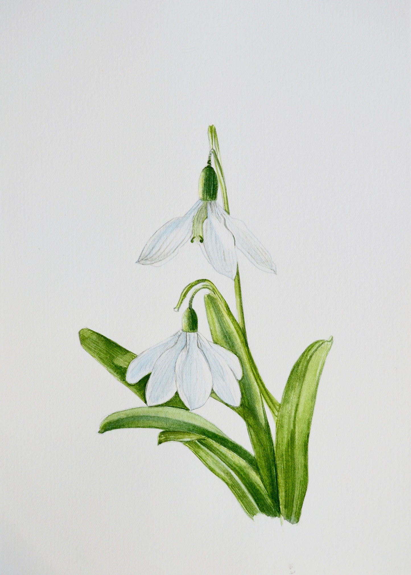 Illustration botanique à l'aquarelle de perce-neige (Galanthus nivalis, Amaryllidaceae), plante mellifère