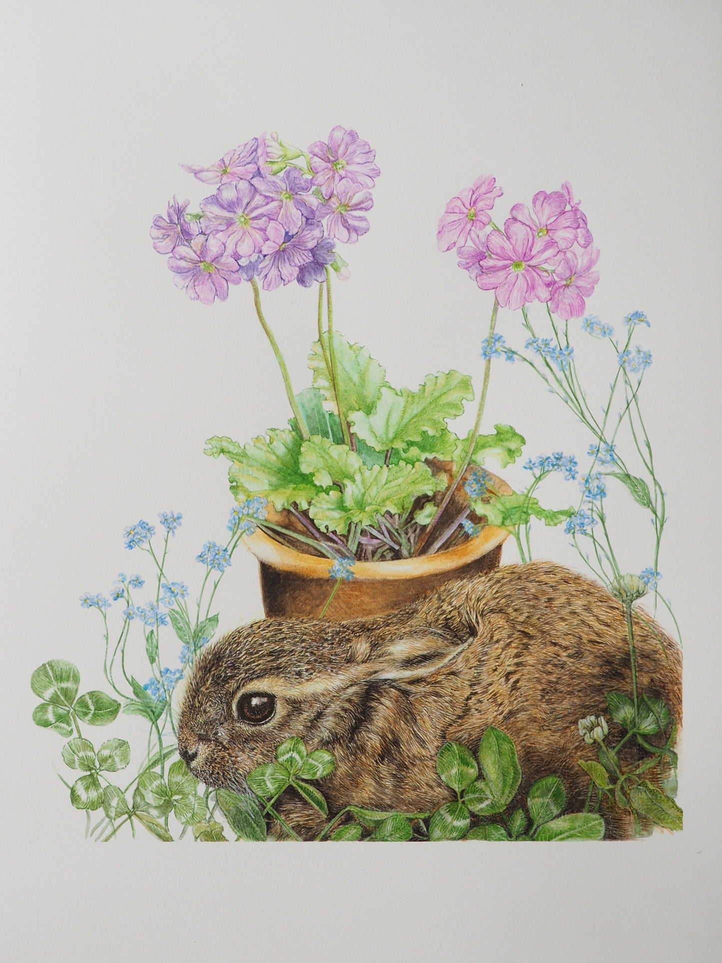 Illustration à l'aquarelle d'Oryctolagus cuniculus (lapin commun) marron dans un jardin avec primevères