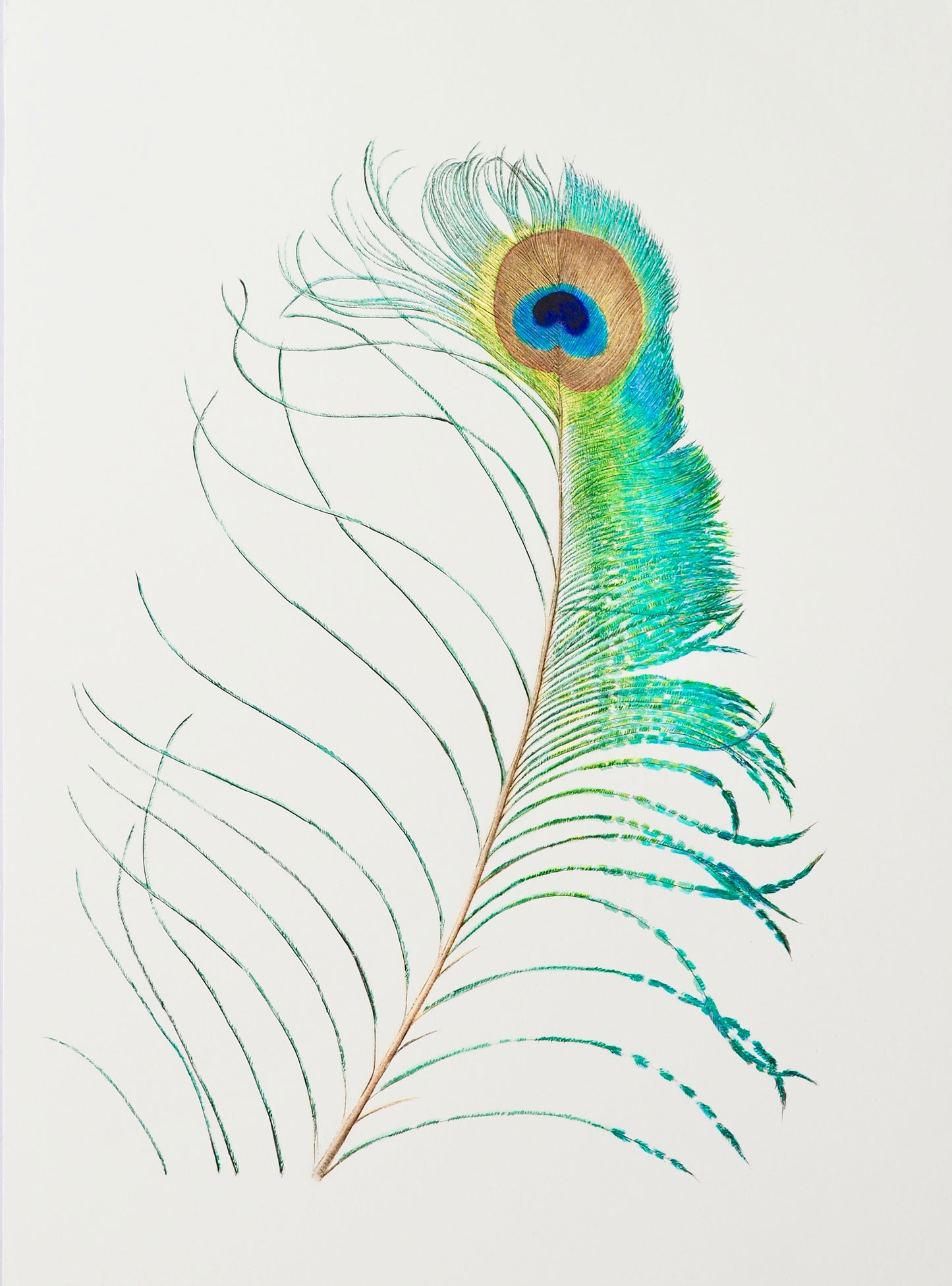 PLUME DE PAON
