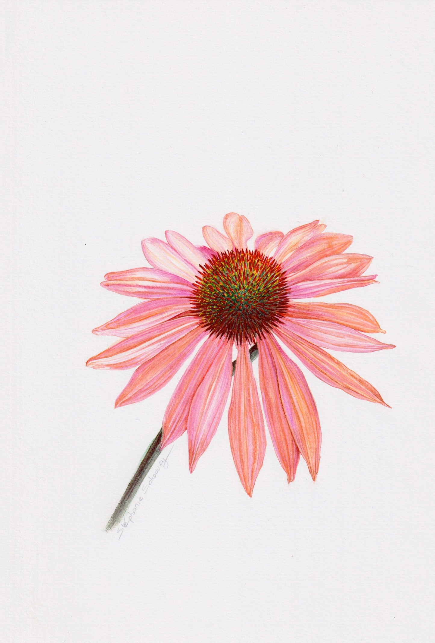 Illustration botanique d'Echinacea Fatal Attraction à l'aquarelle, fleur rose magenta sur tige noire, corolle compacte et lumineuse