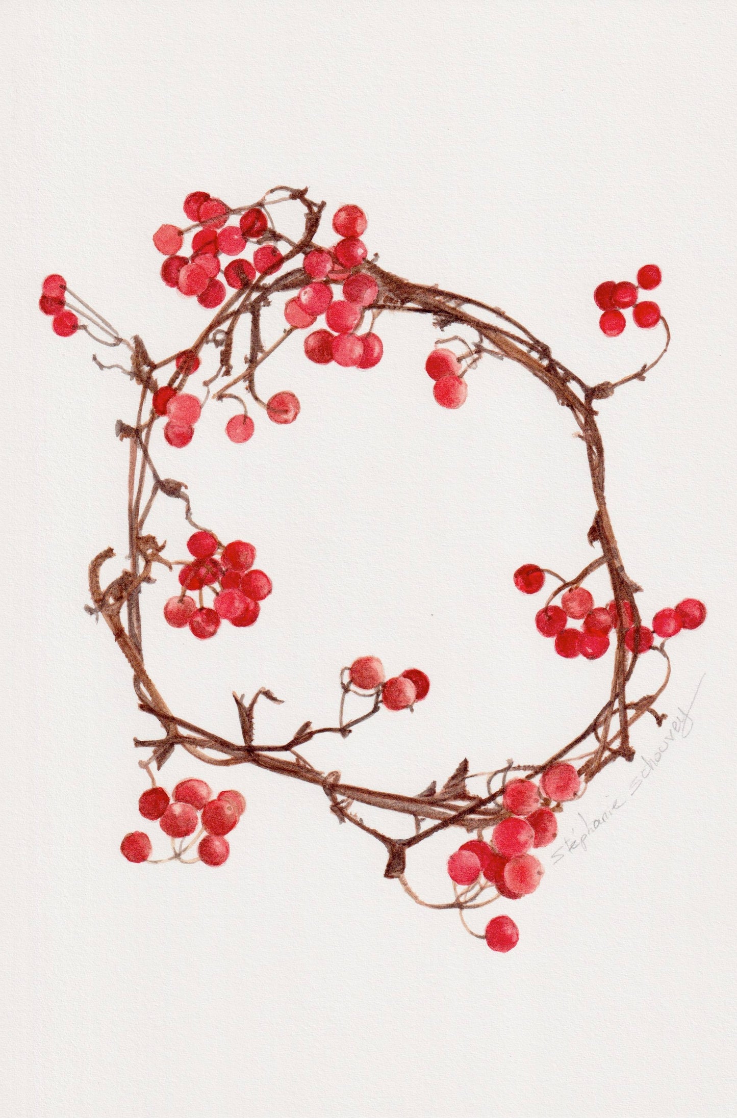 Illustration botanique de branchage en couronne de sorbier des oiseleurs (Sorbus aucuparia) aux baies rouges