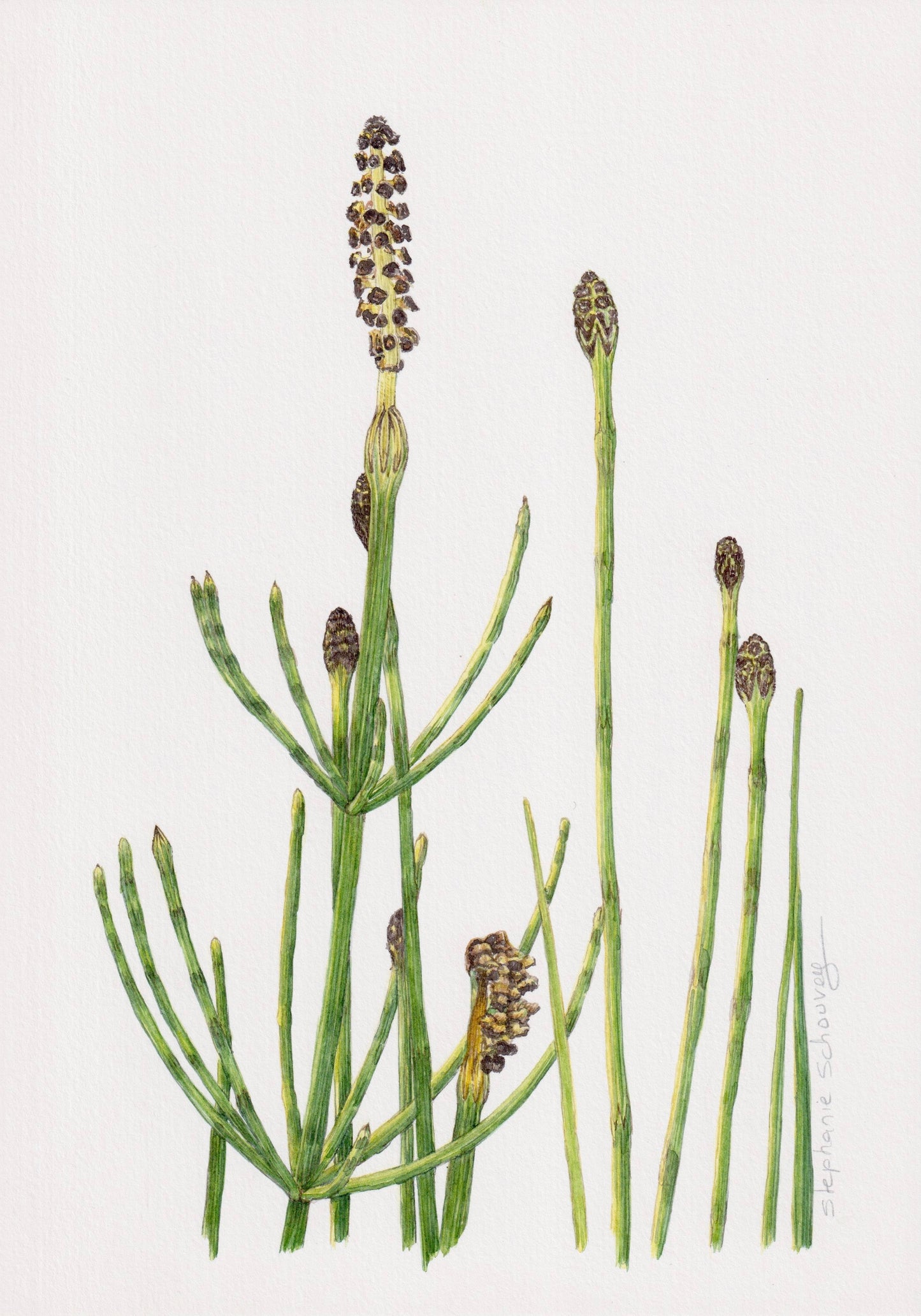 Illustration botanique à l'aquarelle de prêle des eaux ou prêle des rivières (Equisetum limosum), plante primitive aux tiges segmentées vertes