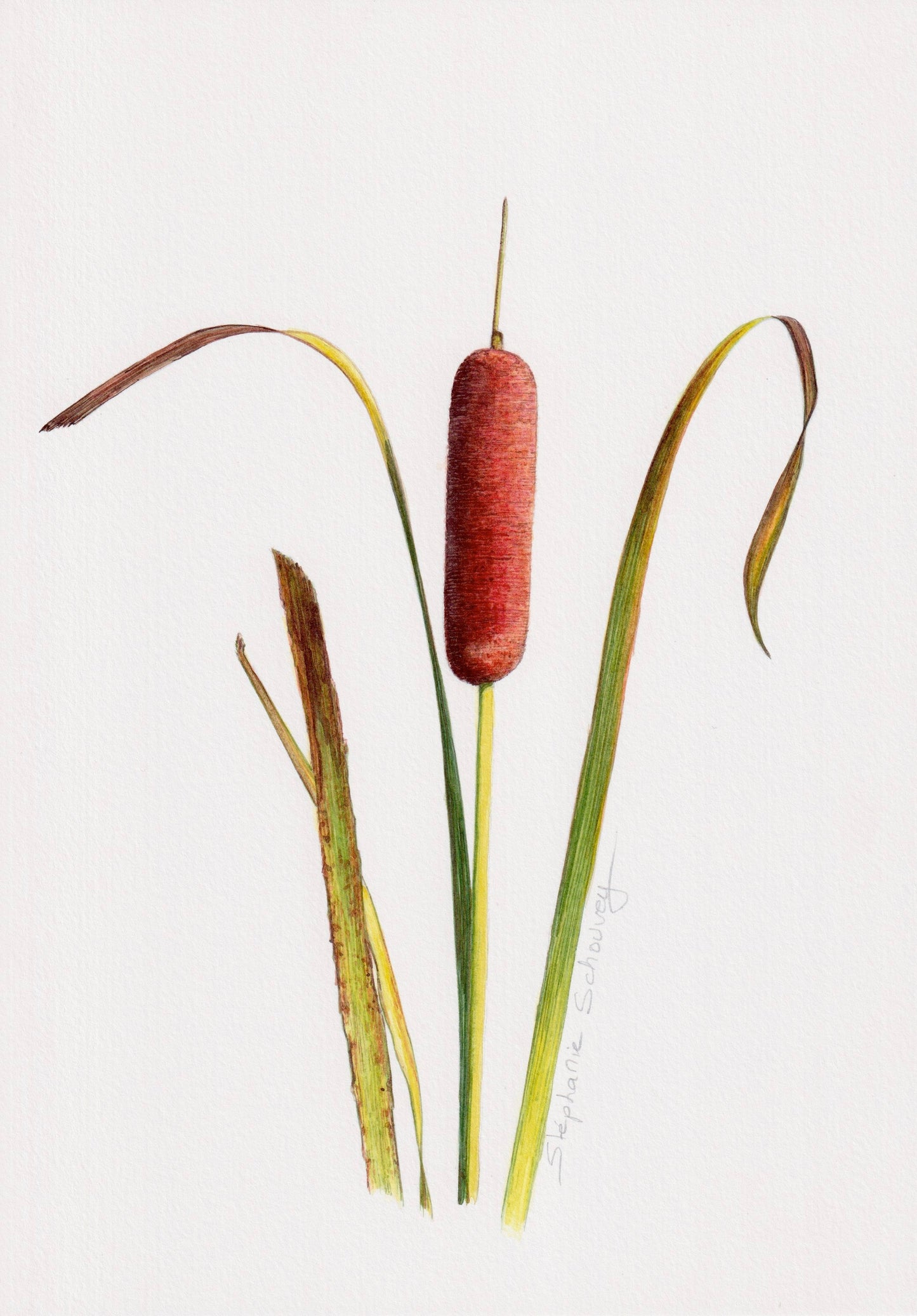 Illustration botanique à l'aquarelle de massette à larges feuilles (Typha latifolia), plante aquatique aux épis bruns