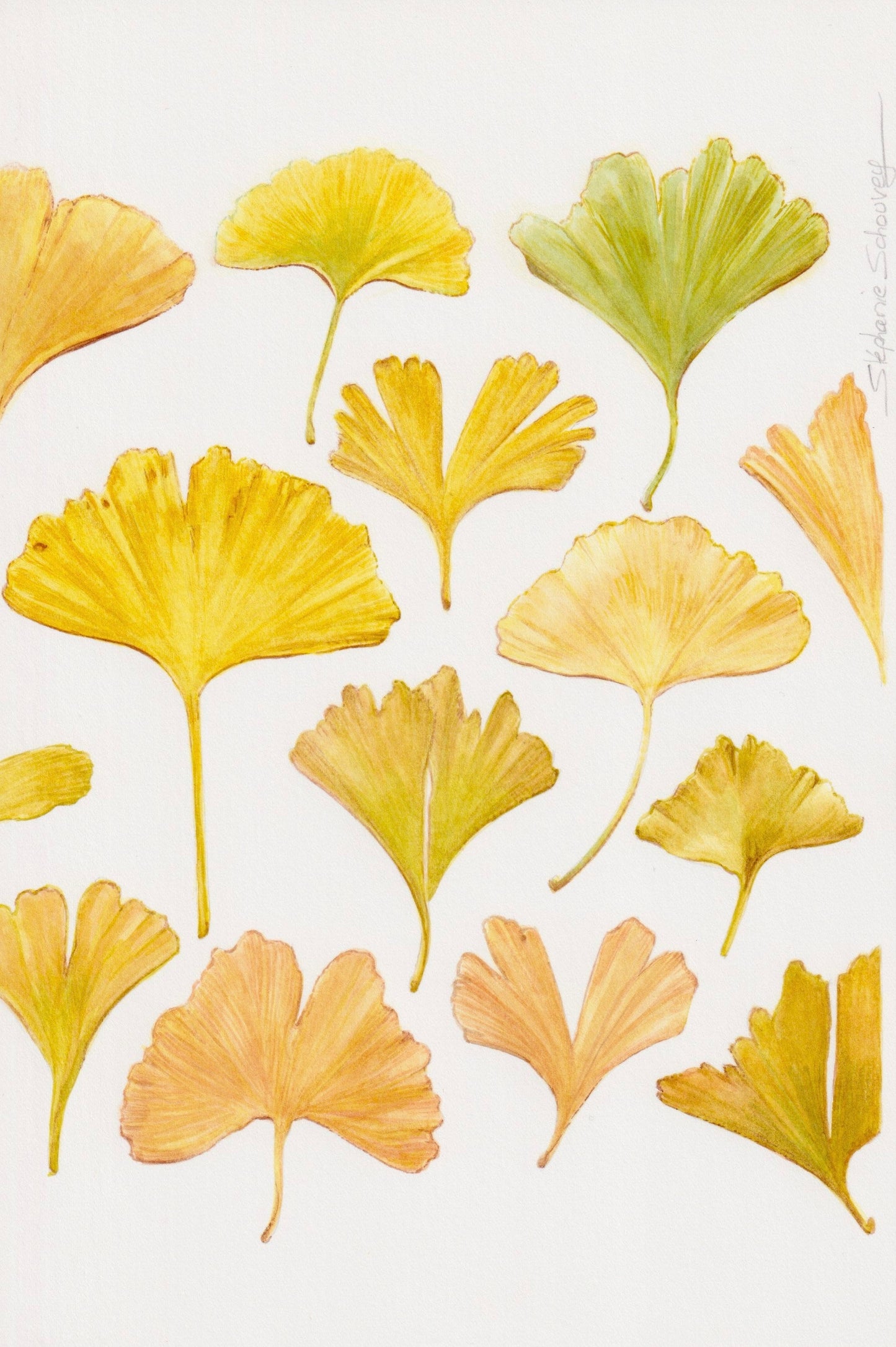 Illustration botanique à l'aquarelle de feuilles de ginkgo biloba en éventail, jaunes