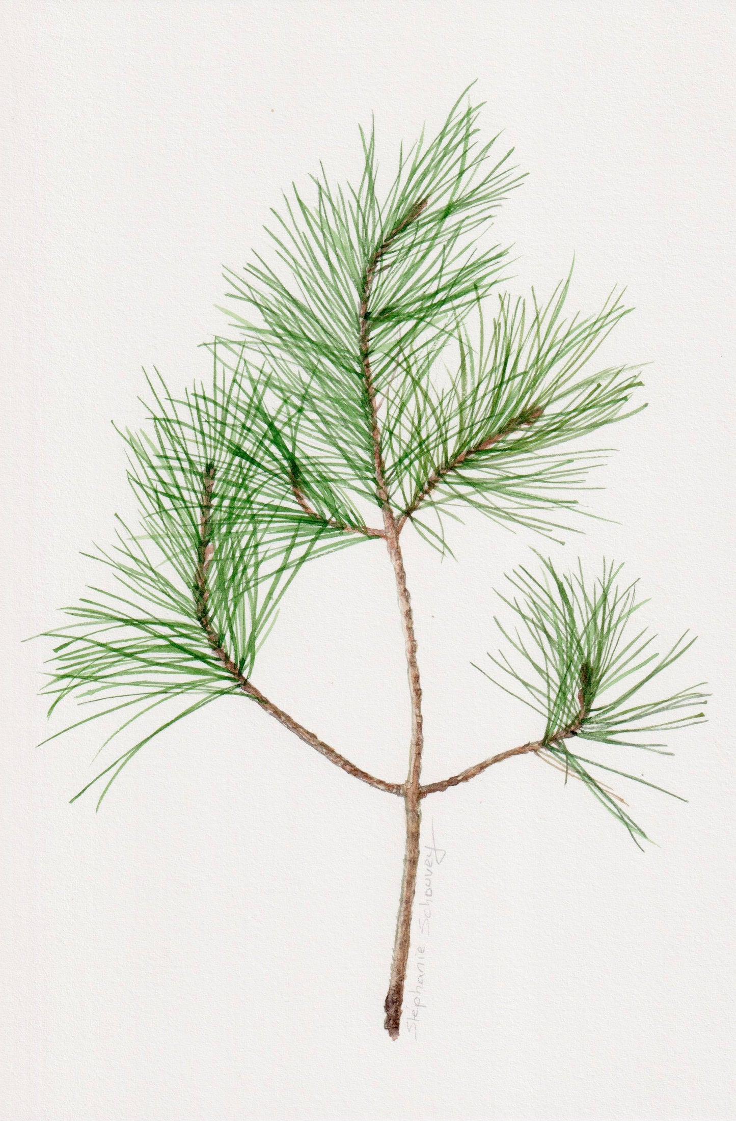 Aquarelle botanique de branche de Pin, conifère appartenant au genre Pinus, de la famille des Pinacées