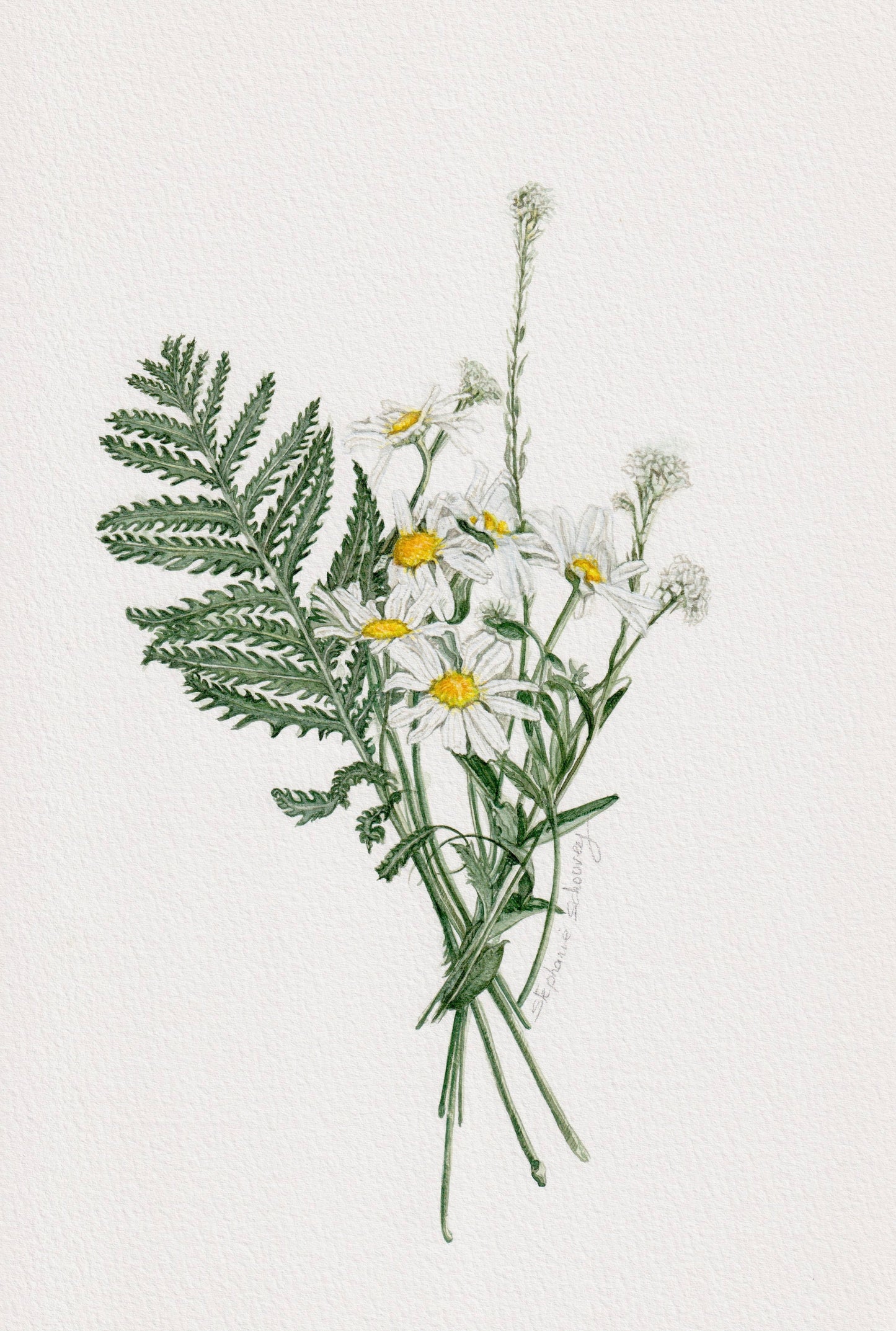 Illustration à l'aquarelle de bouquet champêtre de marguerites blanches et fougères des bois