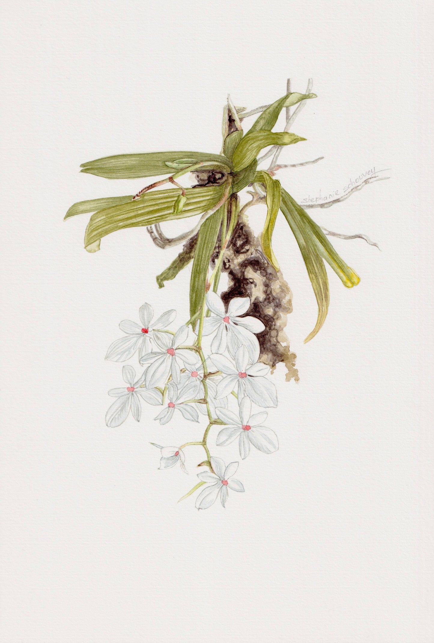 Aquarelle botanique d'Aerangis luteoalba, orchidée épiphyte aux petites fleurs blanches étoilées
