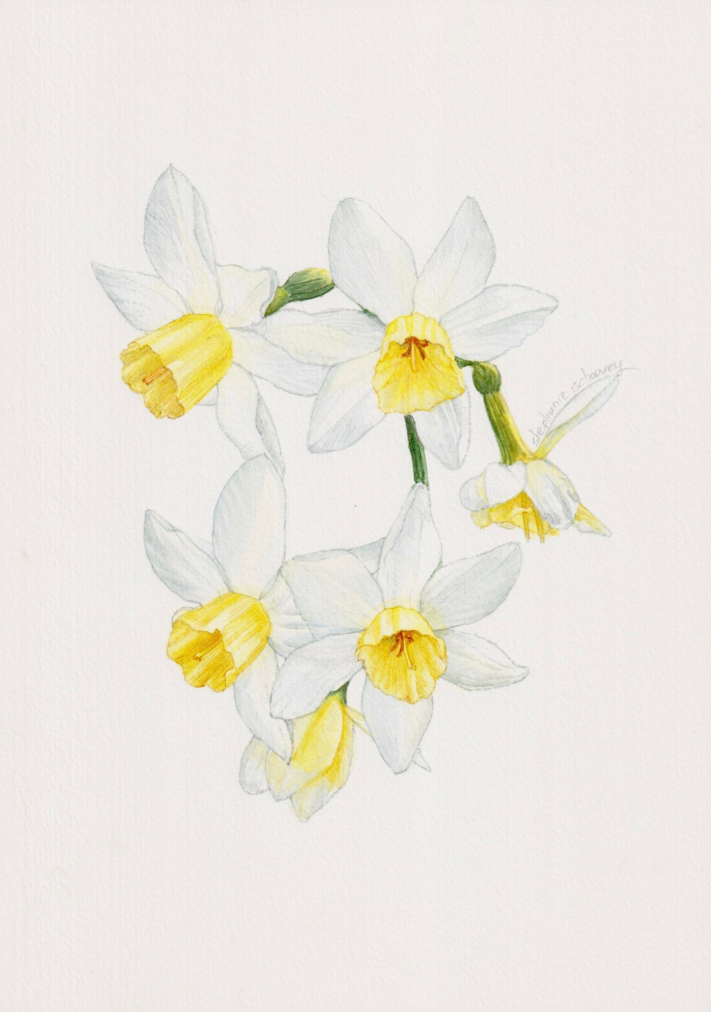 Illustration botanique à l'aquarelle de narcisse blanc à couronne jaune (Narcissus, Amaryllidaceae)