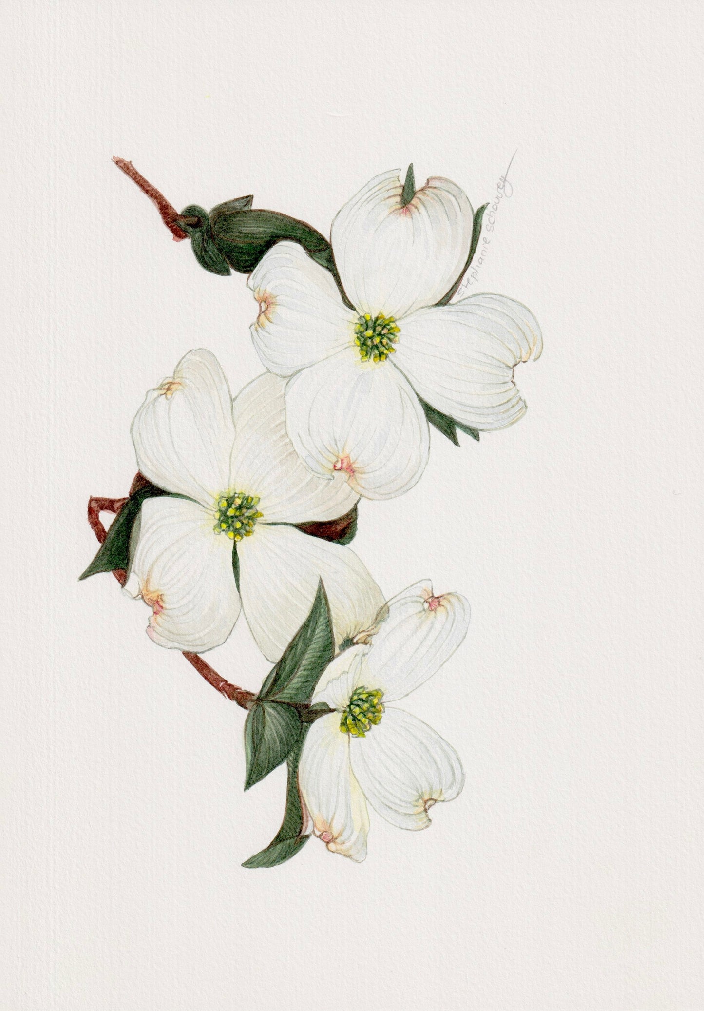 Illustration botanique à l'aquarelle de fleurs blanches de cornouiller (Cornus)