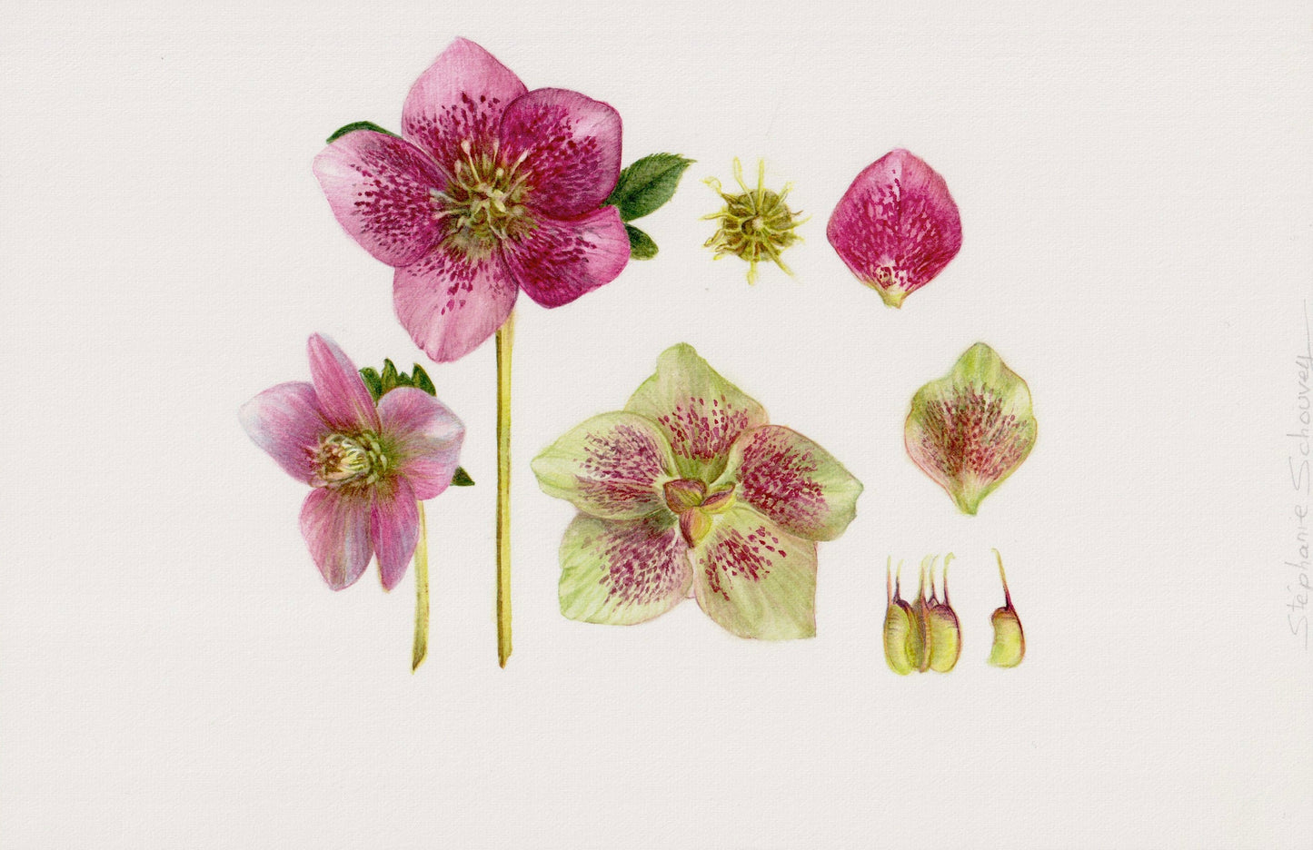 Illustration botanique à l'aquarelle d'hellébore d'Orient (Helleborus orientalis)