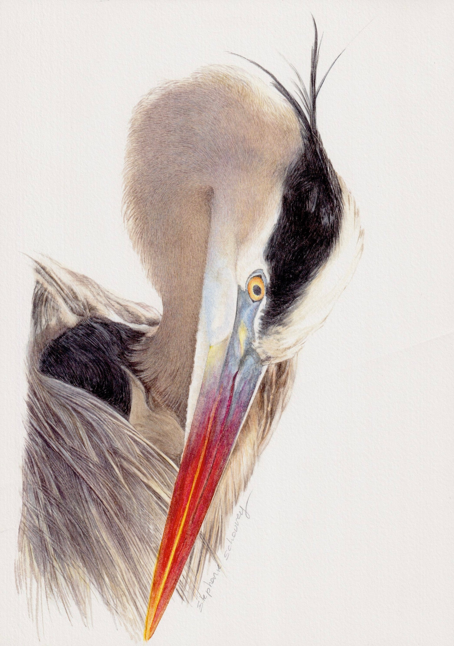 Illustration naturaliste de héron cendré, Ardea cinerea, oiseau des Marais