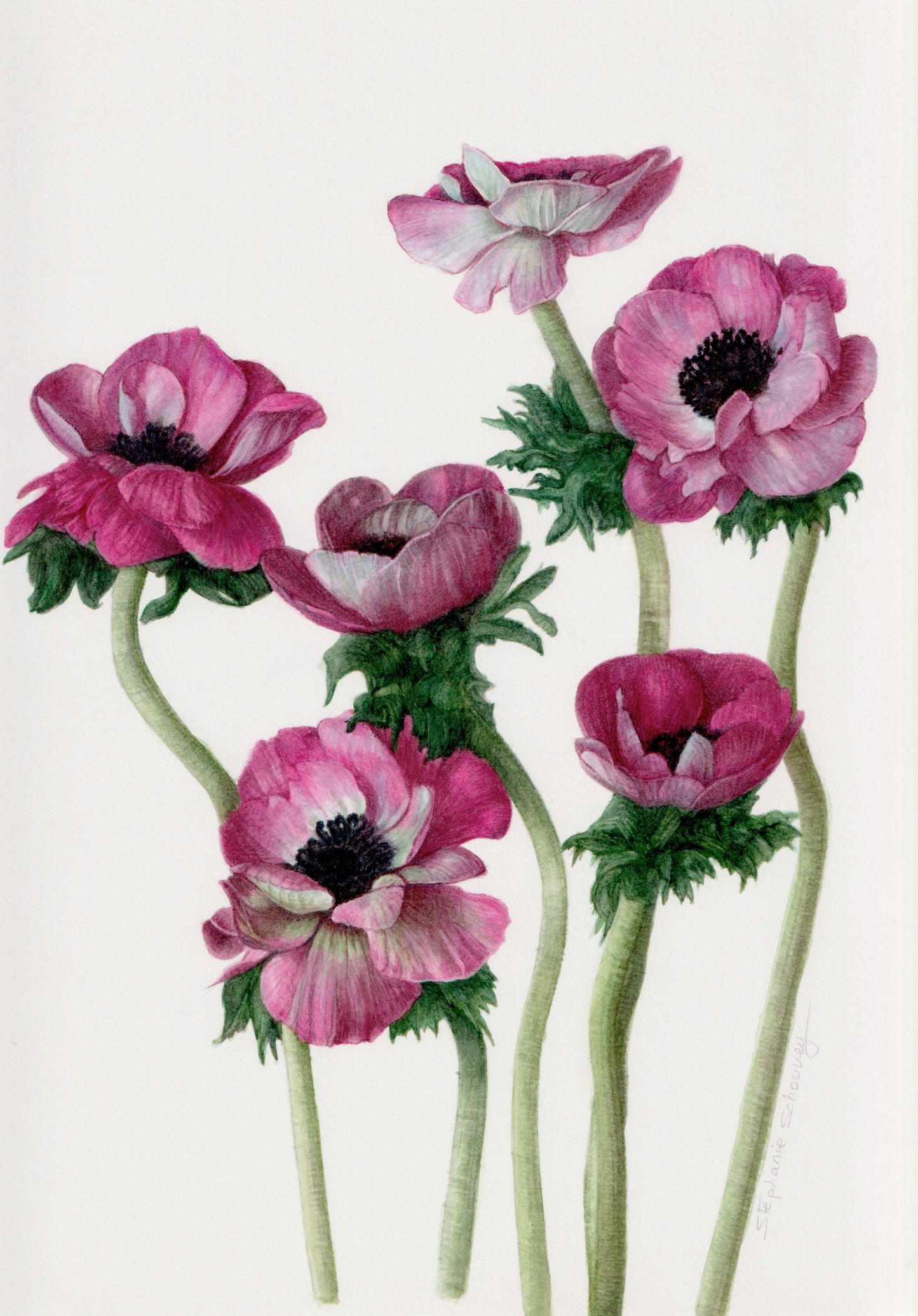 Illustration botanique à l'aquarelle d'anémones Galil cerise