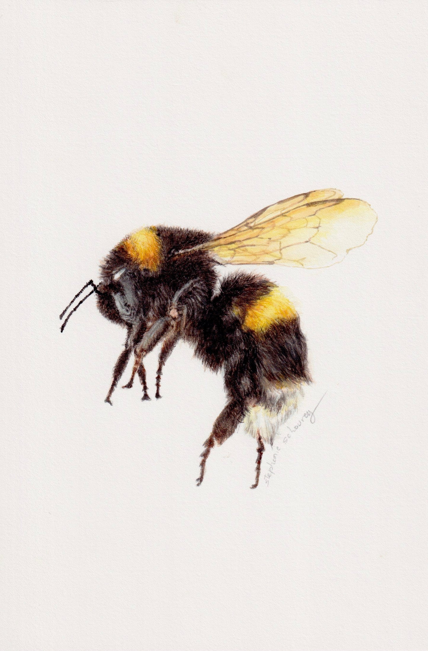 Illustration naturaliste à l'aquarelle de bourdon terrestre, noir et jaune