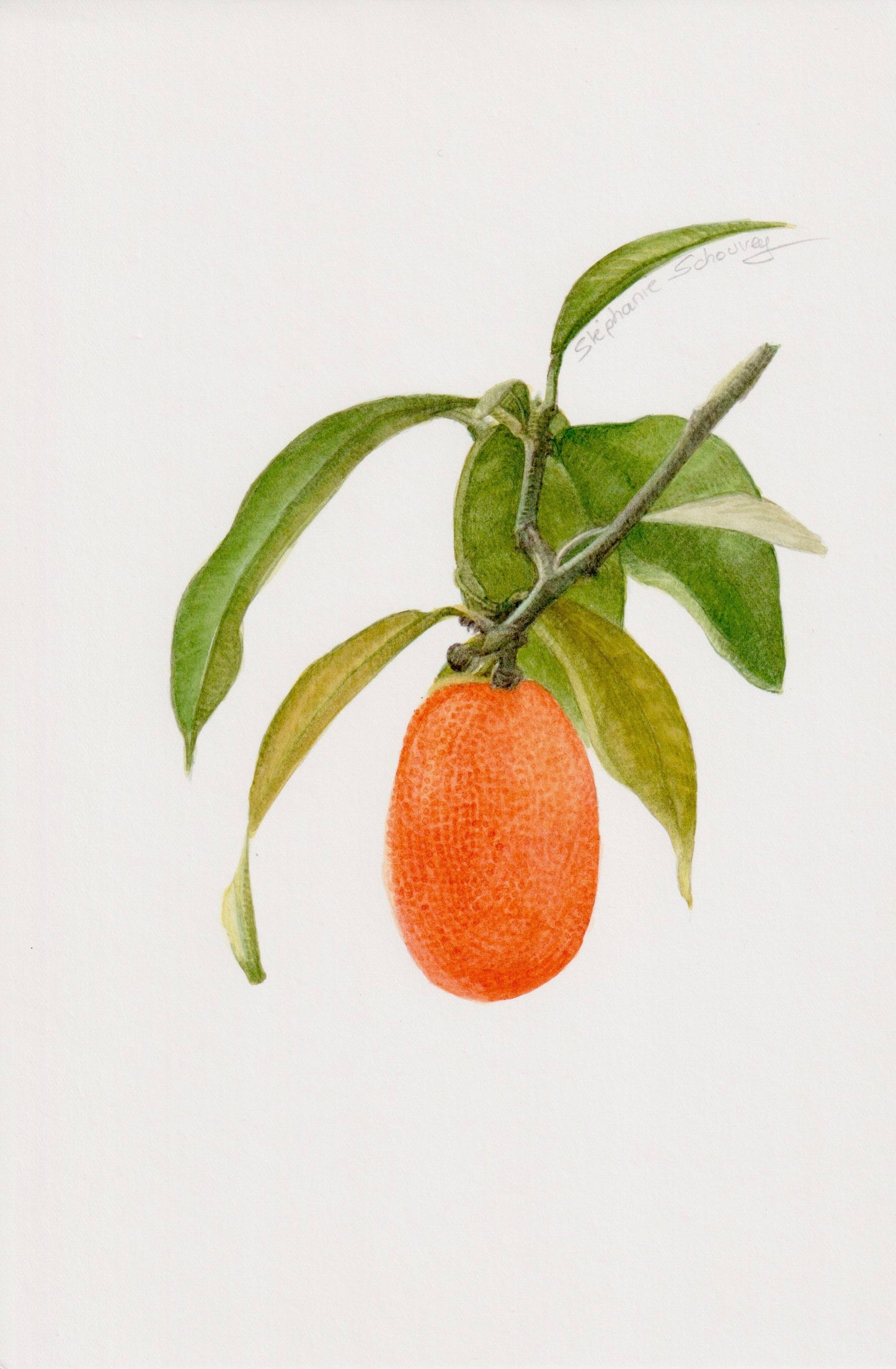 Dessin naturaliste à l'aquarelle de kumquat, agrume