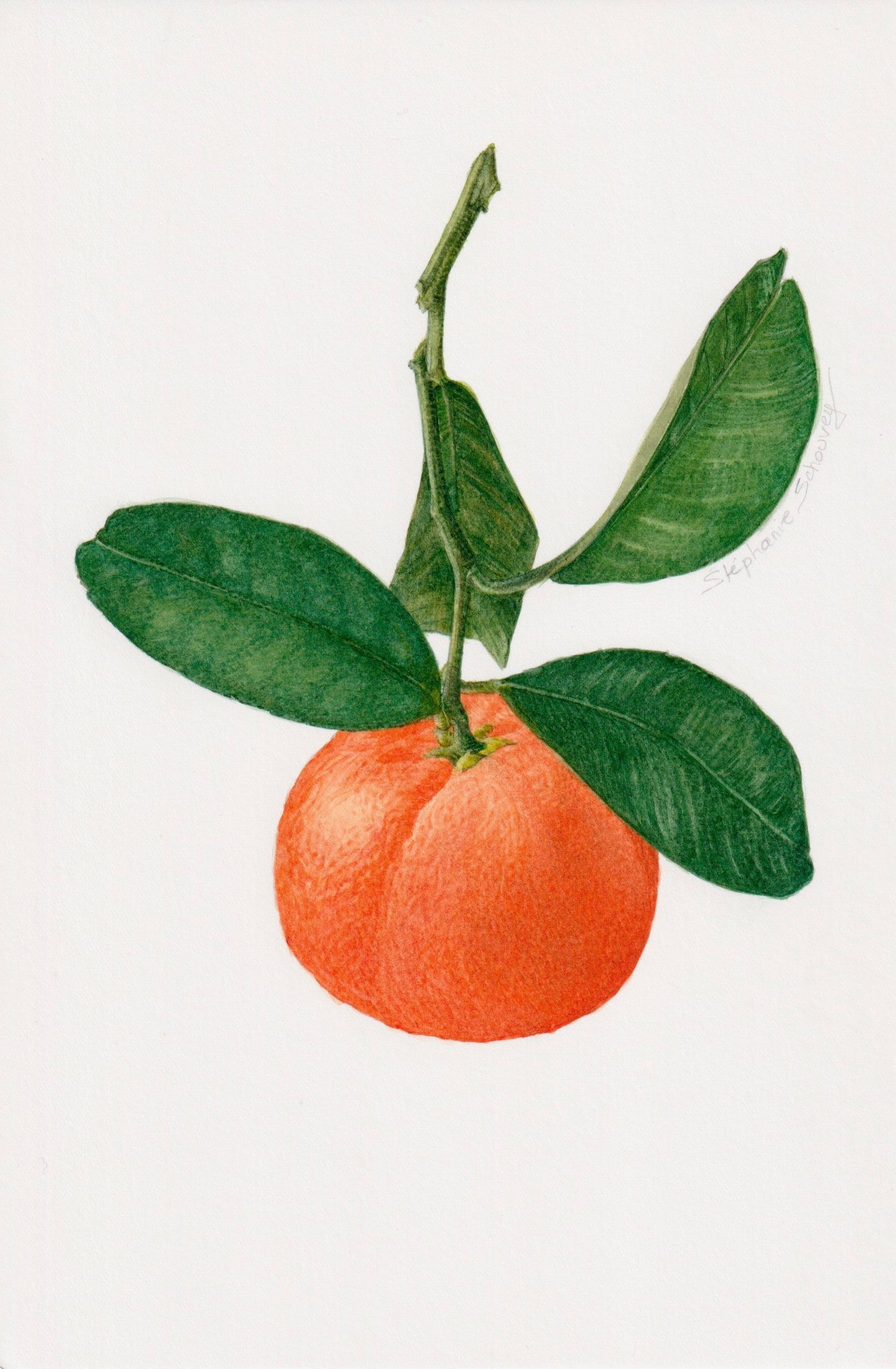 Aquarelle botanique de clémentine, agrume