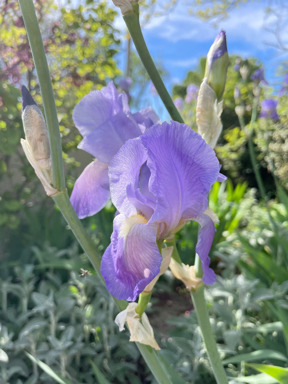 Leçon 1 : Voir et observer les détails