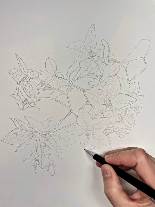 Leçon 5 : Méthodes de mesure d’une fleur