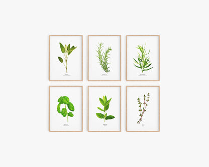 HERBE AROMATIQUE SET