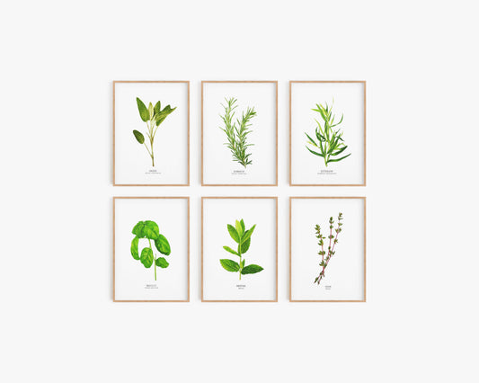 HERBE AROMATIQUE SET
