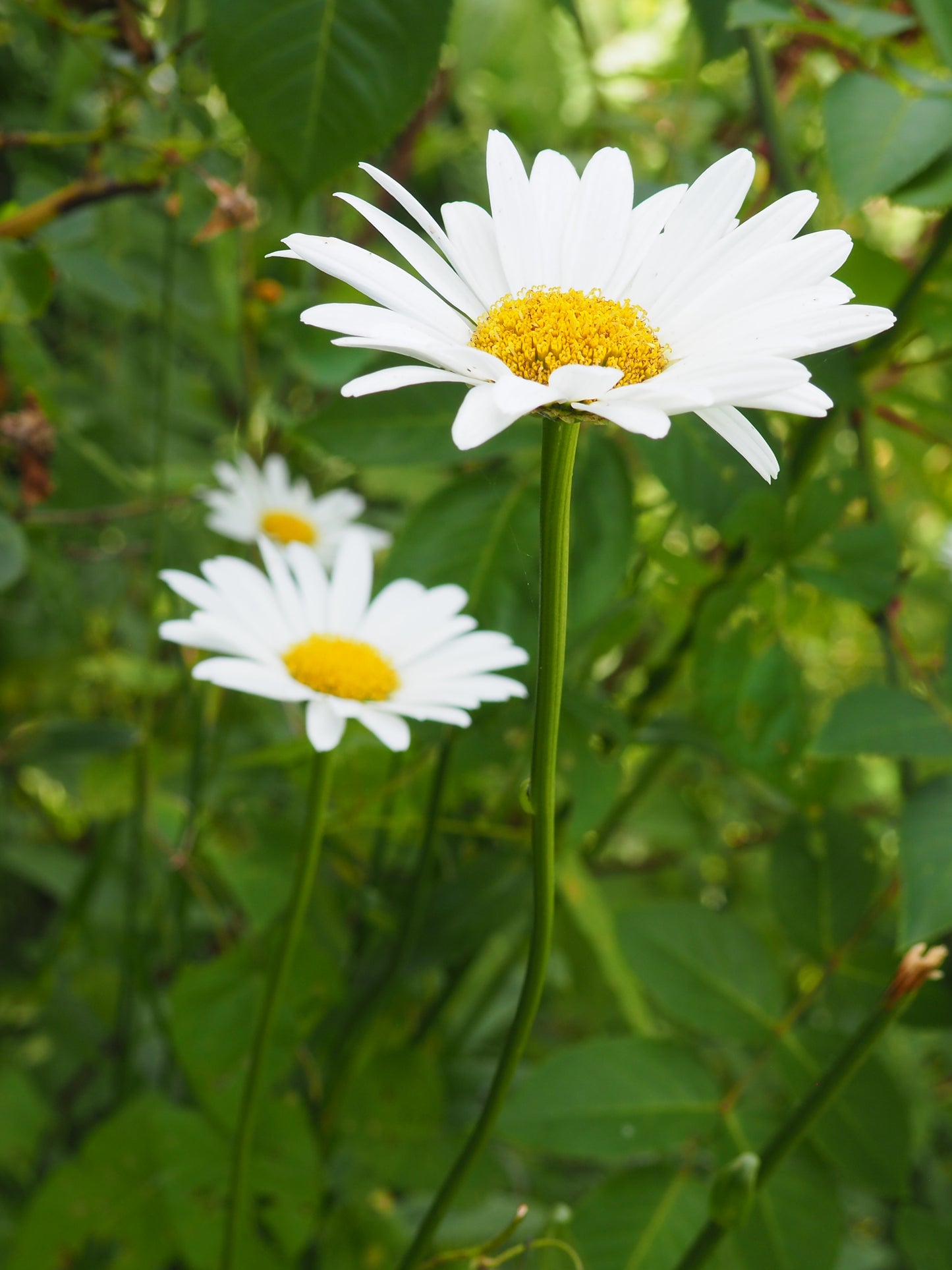 COSMOS & FLEURS DU JARDIN CLASS - ILLUSTRATION BOTANIQUE - 16 MAI 2026