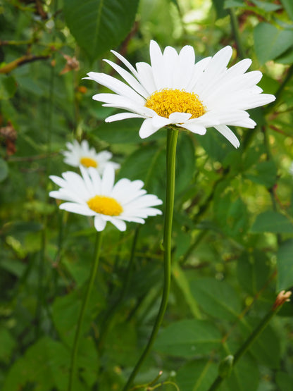 COSMOS & FLEURS DU JARDIN CLASS - ILLUSTRATION BOTANIQUE - 16 MAI 2026