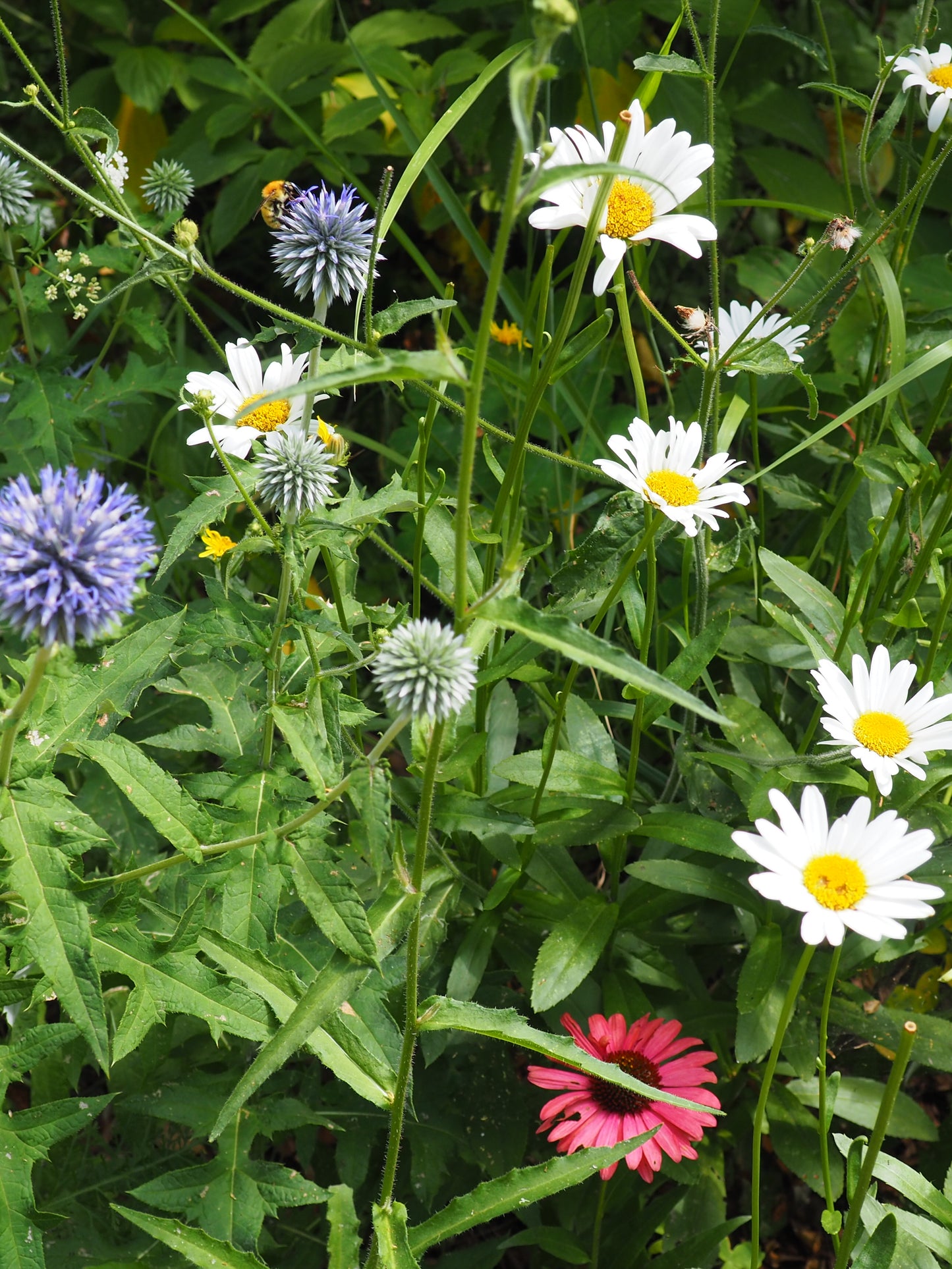 COSMOS & FLEURS DU JARDIN CLASS - ILLUSTRATION BOTANIQUE - 16 MAI 2026