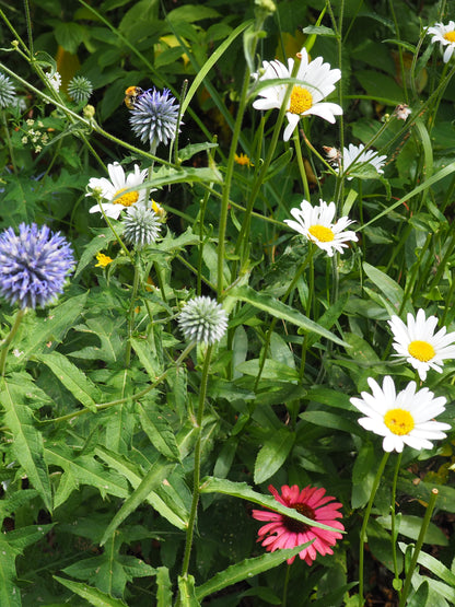 COSMOS & FLEURS DU JARDIN CLASS - ILLUSTRATION BOTANIQUE - 16 MAI 2026