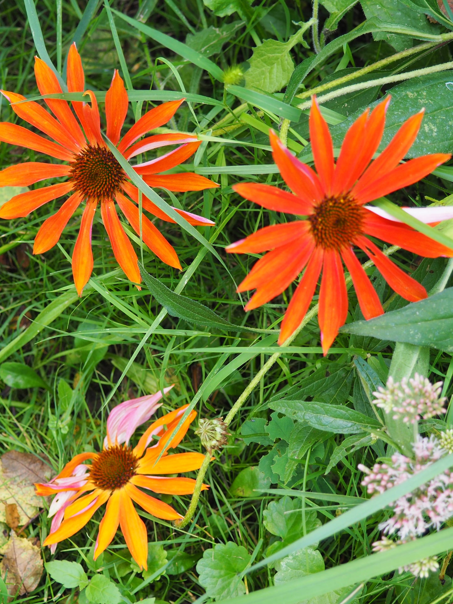 COSMOS & FLEURS DU JARDIN CLASS - ILLUSTRATION BOTANIQUE - 16 MAI 2026