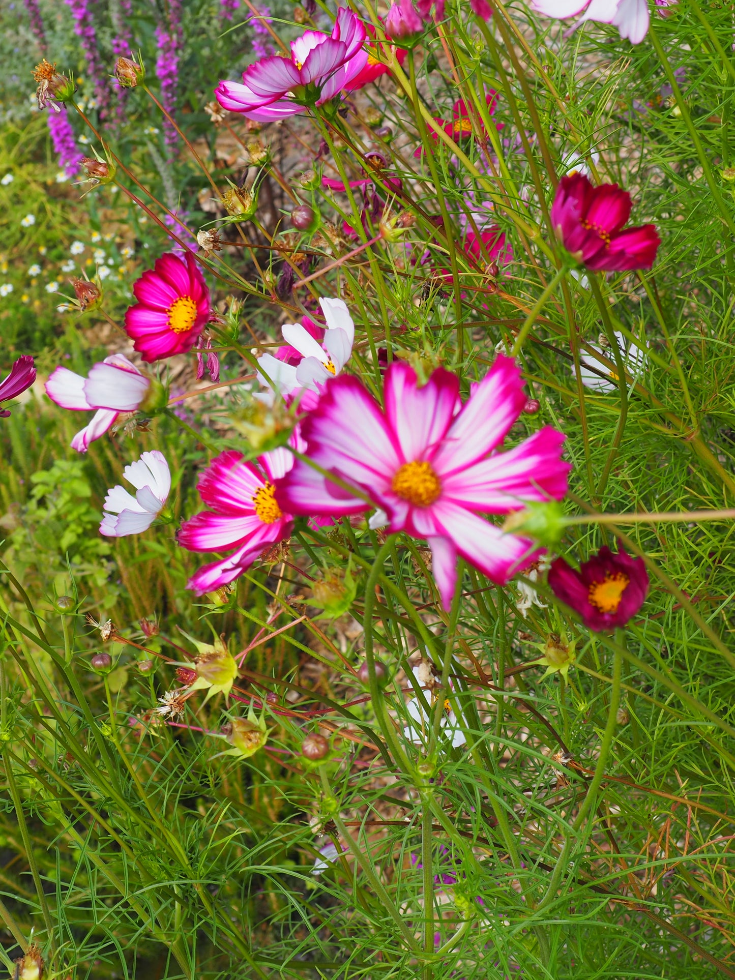 COSMOS & FLEURS DU JARDIN CLASS - ILLUSTRATION BOTANIQUE - 16 MAI 2026
