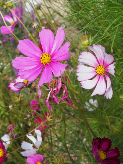COSMOS & FLEURS DU JARDIN CLASS - ILLUSTRATION BOTANIQUE - 16 MAI 2026
