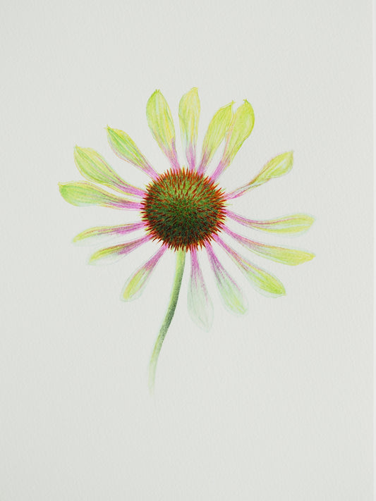 Aquarelle d'Echinacea Green Envy aux fleurs et coeurs verts, pétales acérés avec reflets magenta, illustration botanique