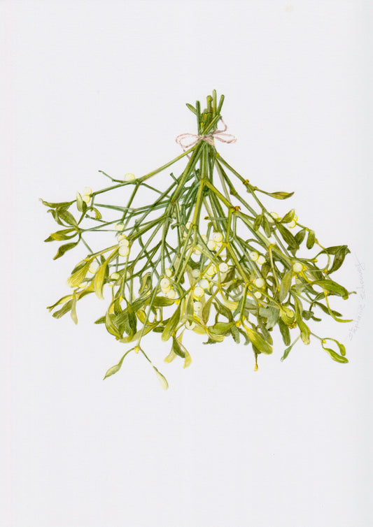 Aquarelle originale de gui (Viscum album). Illustration botanique de gui parasite aux baies blanches