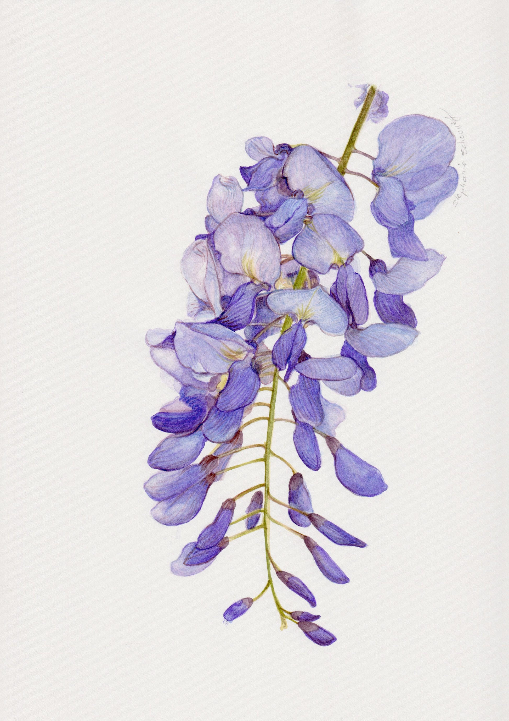 Aquarelle botanique de Wisteria sinensis, glycine de Chine à fleurs en grappe pendante