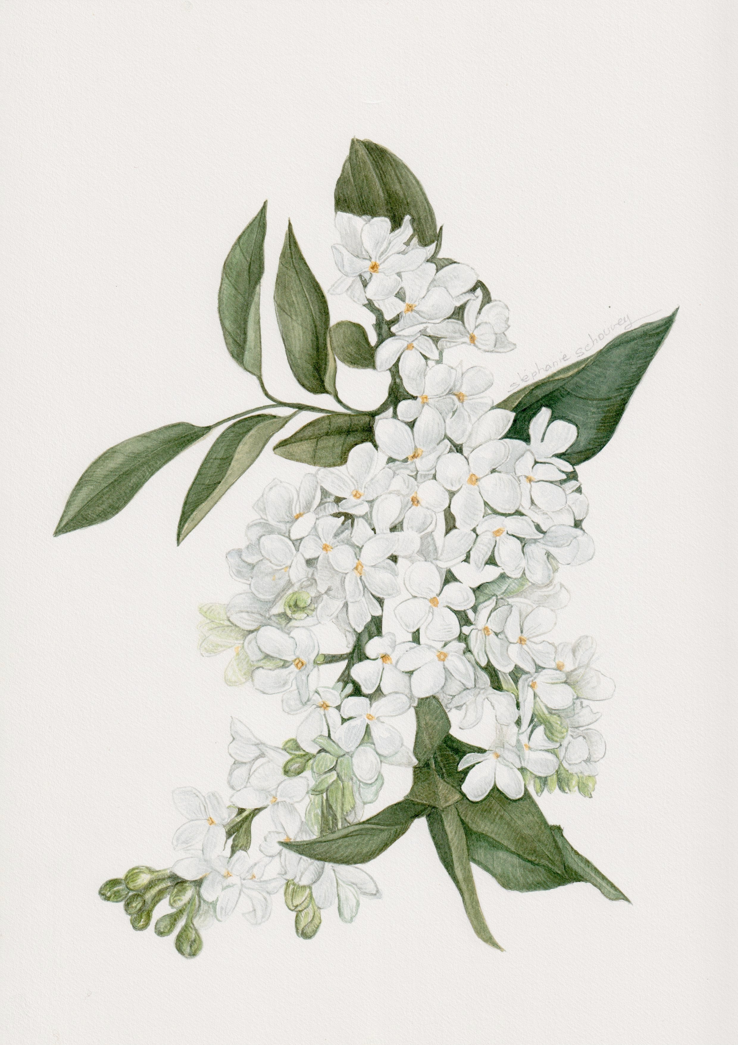 Illustration botanique à l'aquarelle de lilas commun blanc (Syringa vulgaris, Oleaceae)