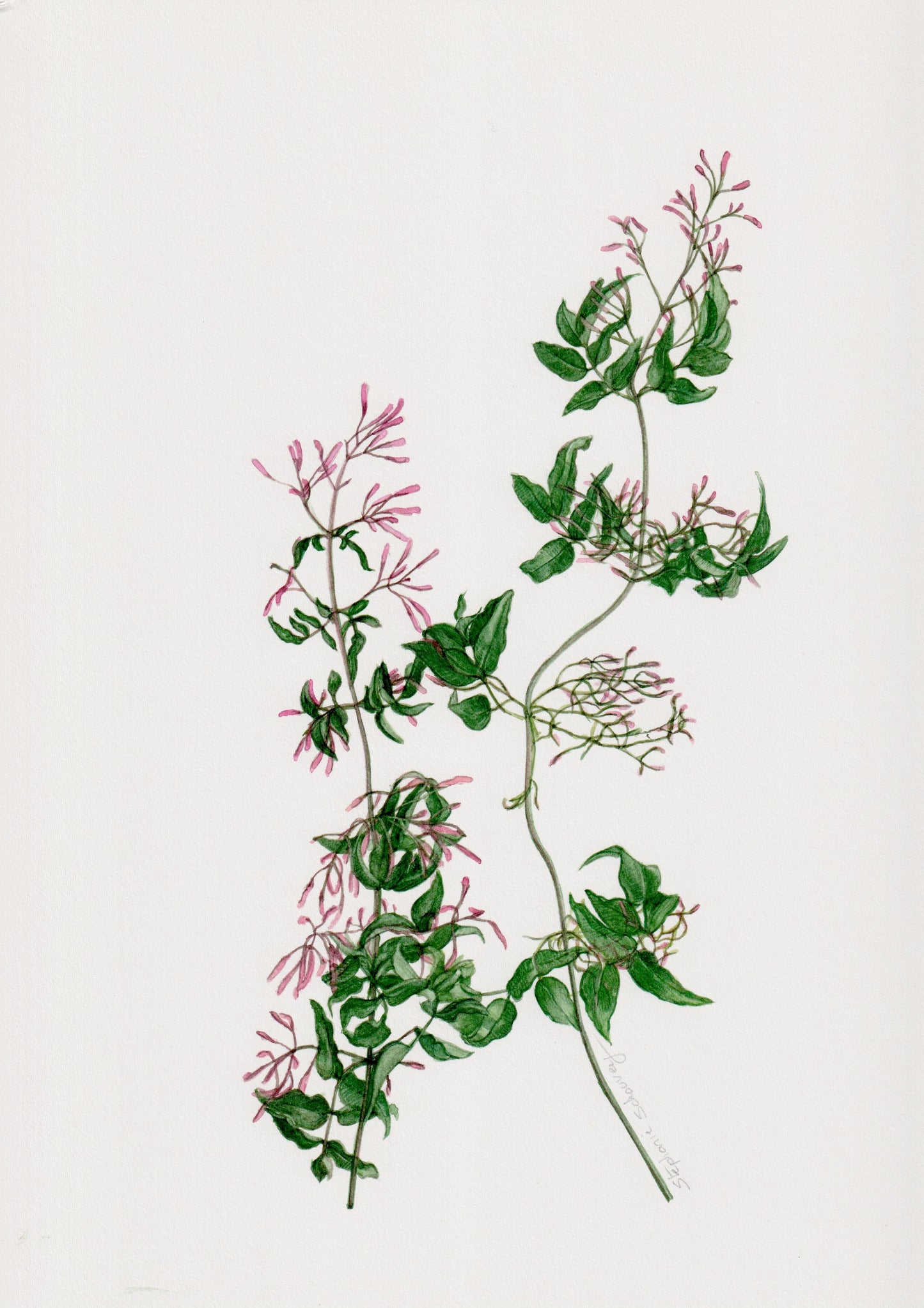 Illustration botanique à l'aquarelle de branches de jasmin en bourgeons (Jasminum officinale, Oleaceae)