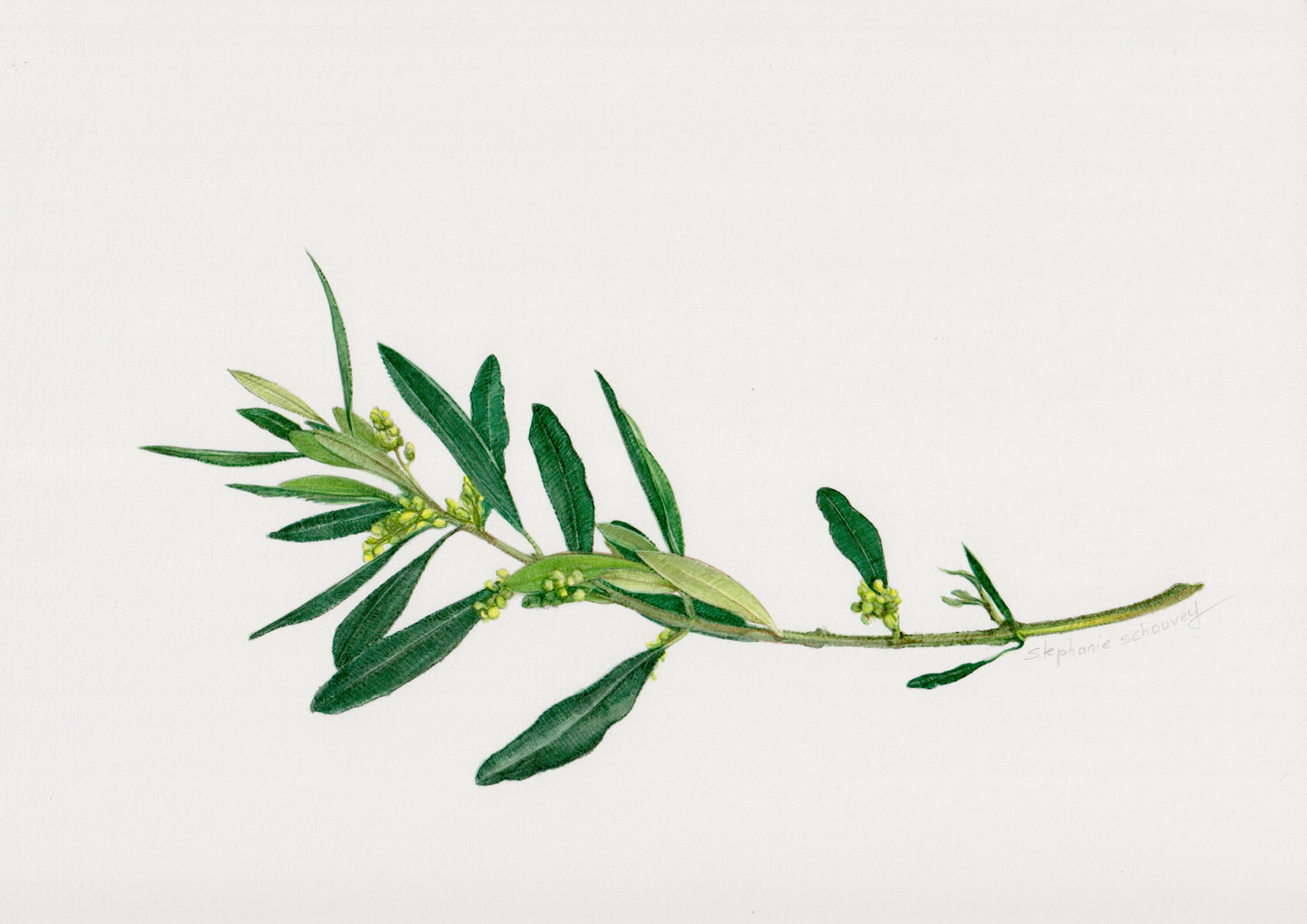 Illustration botanique à l'aquarelle de jeune rameau d'olivier (Olea europaea) en floraison avec feuilles lancéolées
