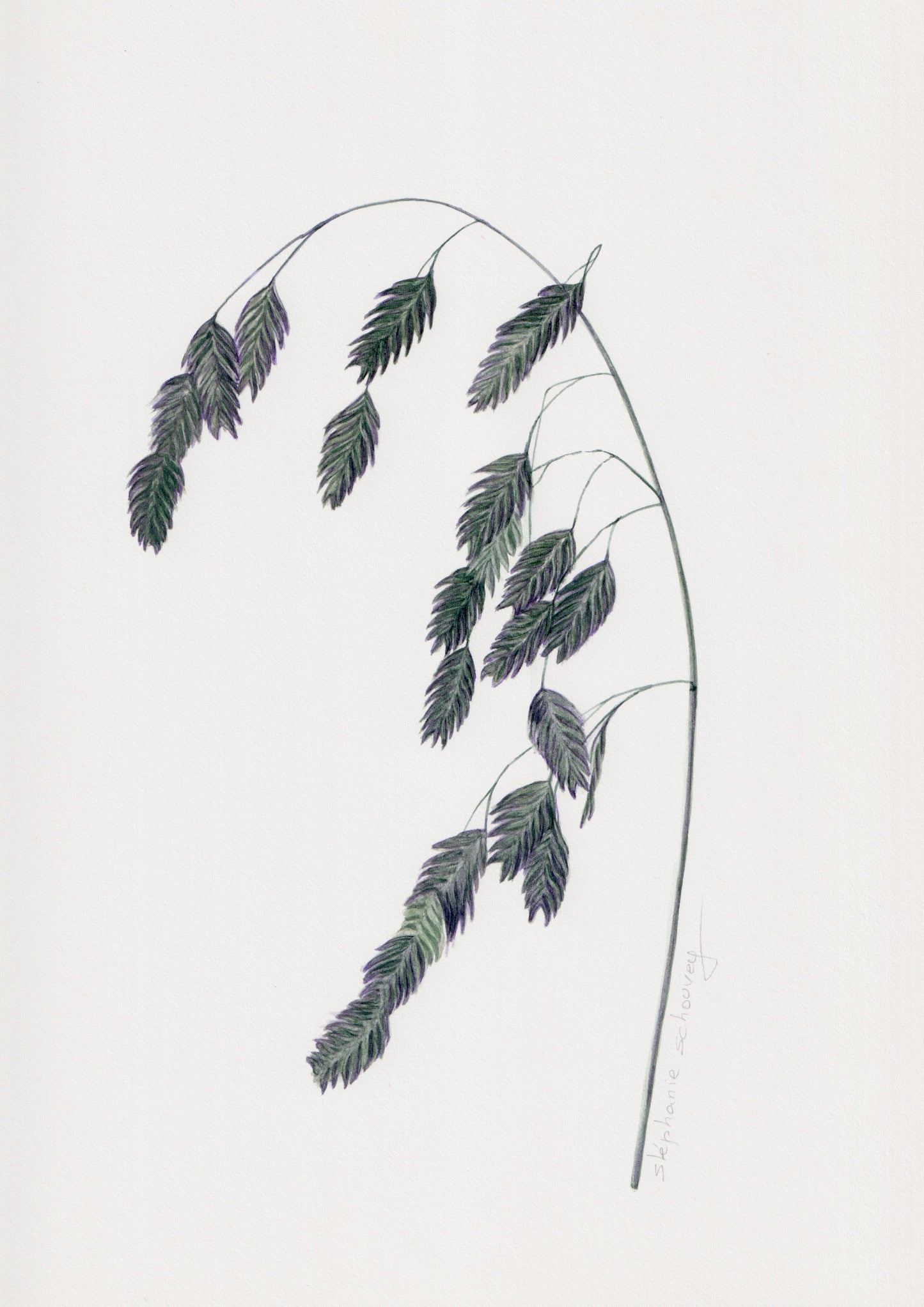 llustration botanique de Chasmanthium latifolium (avoine sauvage) à l'aquarelle, graminée verte aux reflets violacés