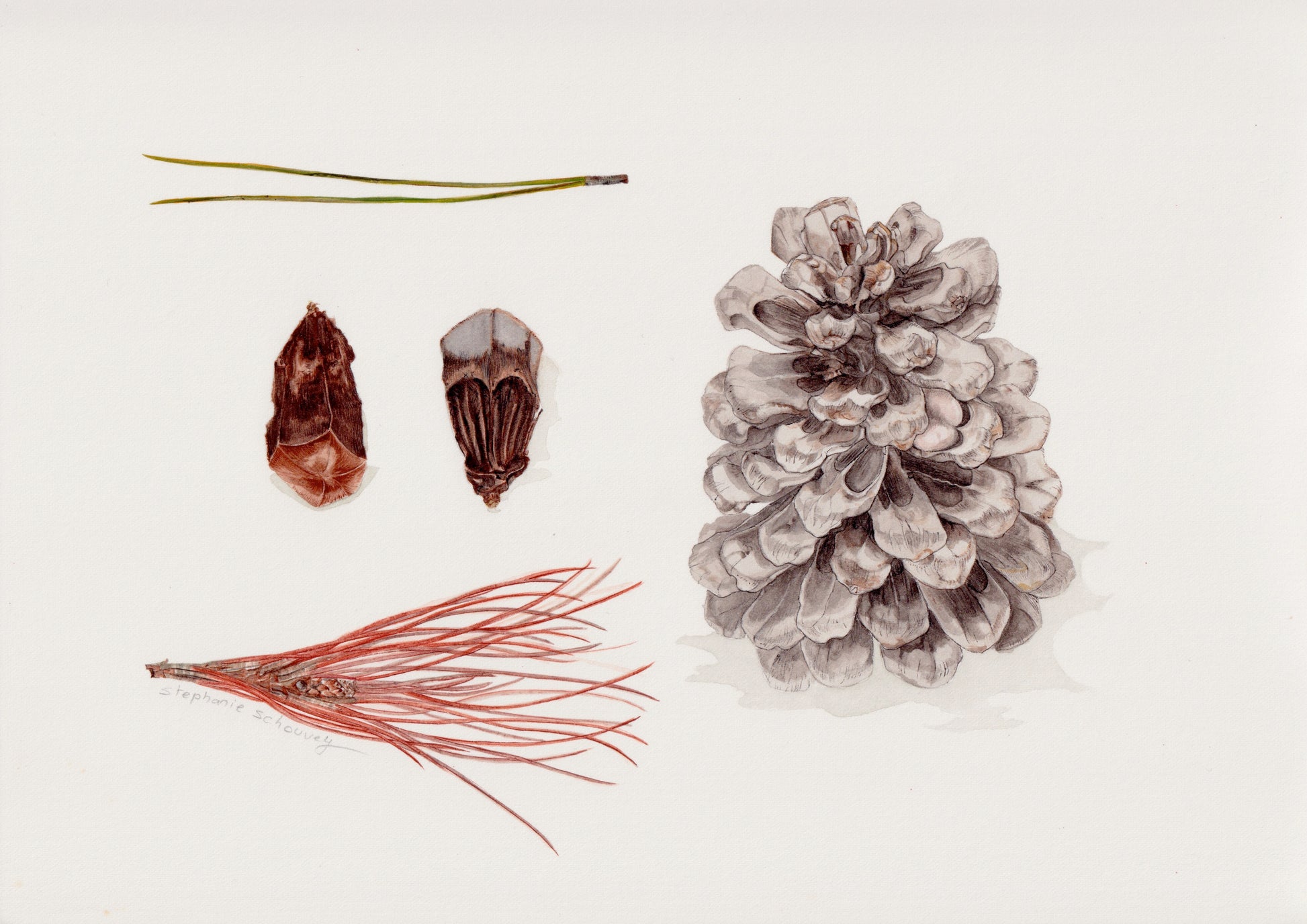 Illustration botanique à l'aquarelle de pin parasol de Provence (Pinus pinea) avec aiguilles, cône de pin et coquille de pignon
