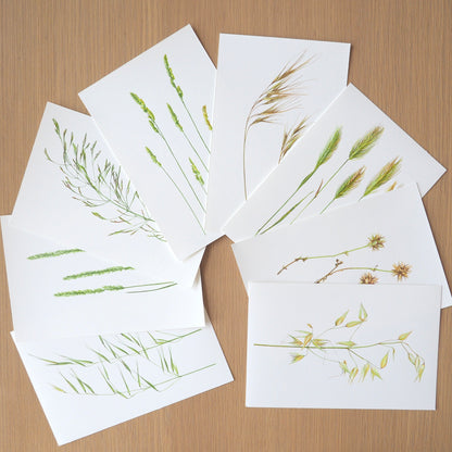 Ensemble de 8 reproductions de graminées de l'été, d'après aquarelles botaniques 