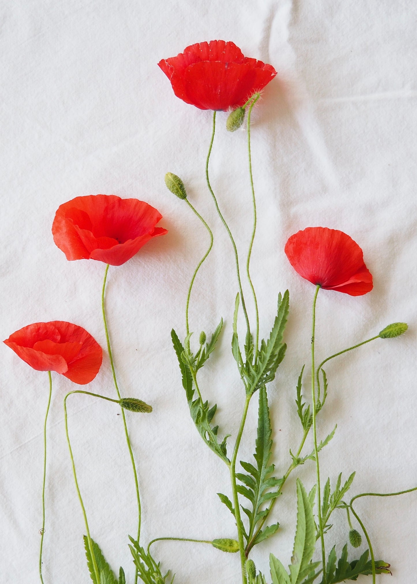 COSMOS & FLEURS DU JARDIN CLASS - ILLUSTRATION BOTANIQUE - 16 MAI 2026