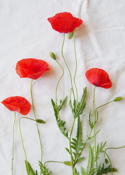 COSMOS & FLEURS DU JARDIN CLASS - ILLUSTRATION BOTANIQUE - 16 MAI 2026