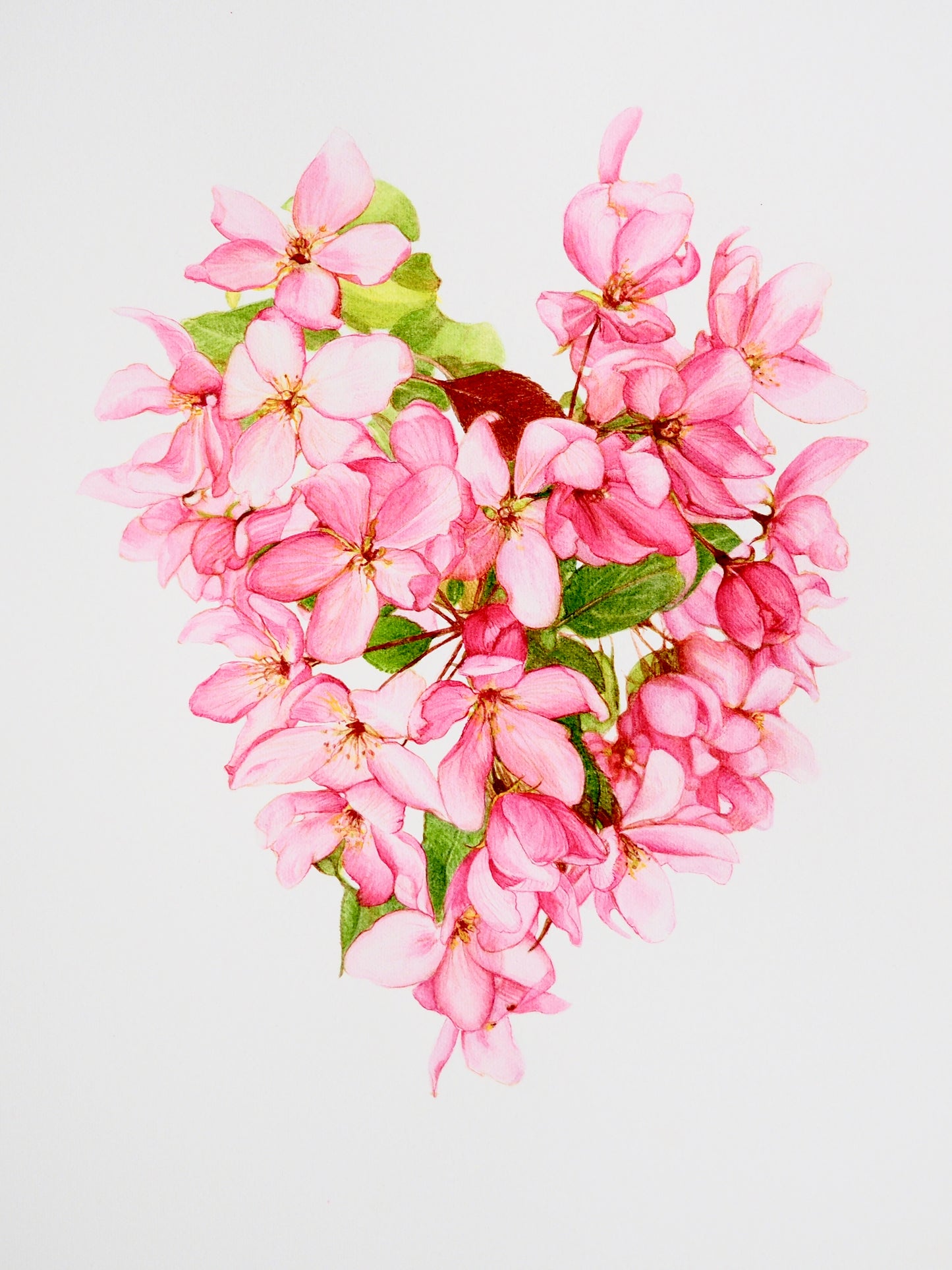 POMMIER FLEURS