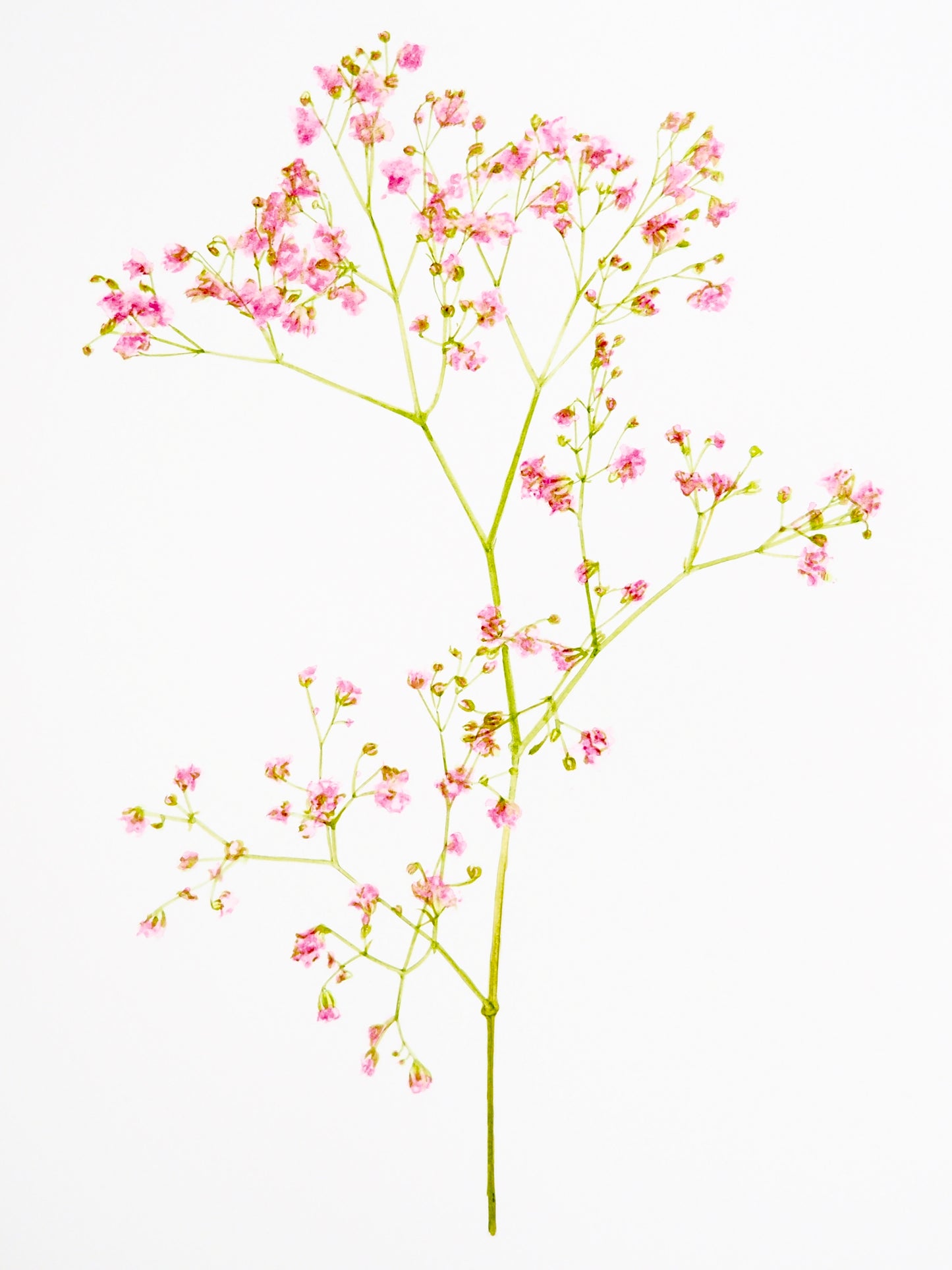 GYPSOPHILE