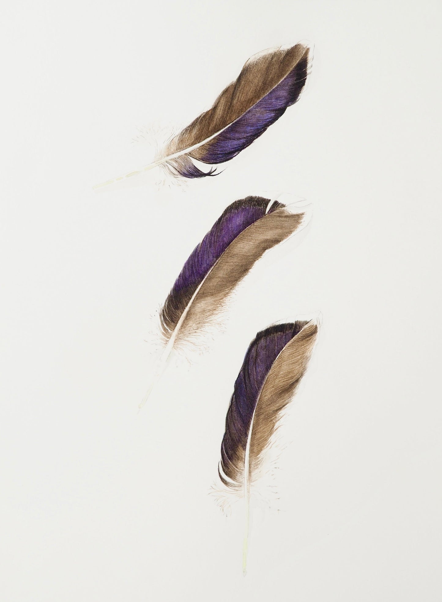 PLUMES 2
