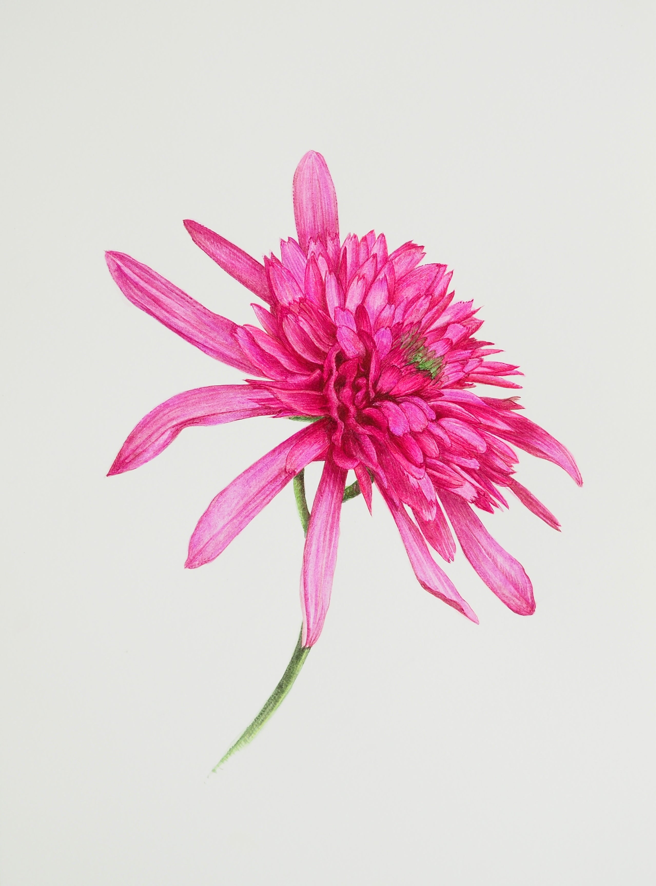 Aquarelle d'Echinacea Southern Belle aux fleurs doubles étagées rose et magenta, illustration botanique