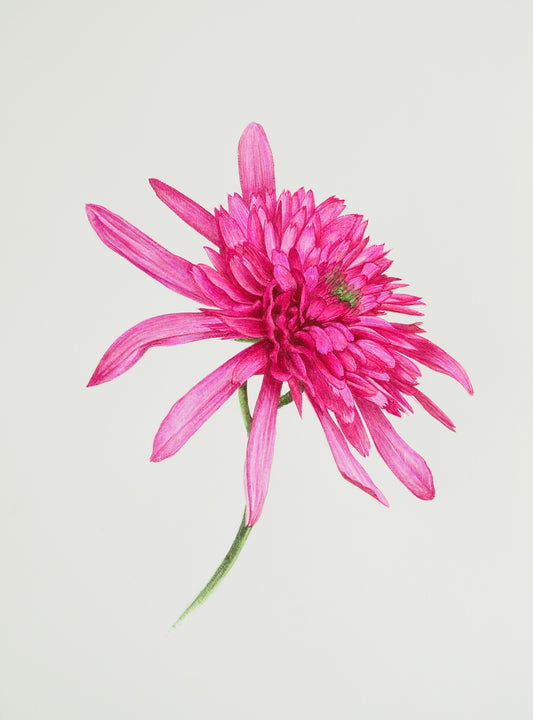 Aquarelle d'Echinacea Southern Belle aux fleurs doubles étagées rose et magenta, illustration botanique