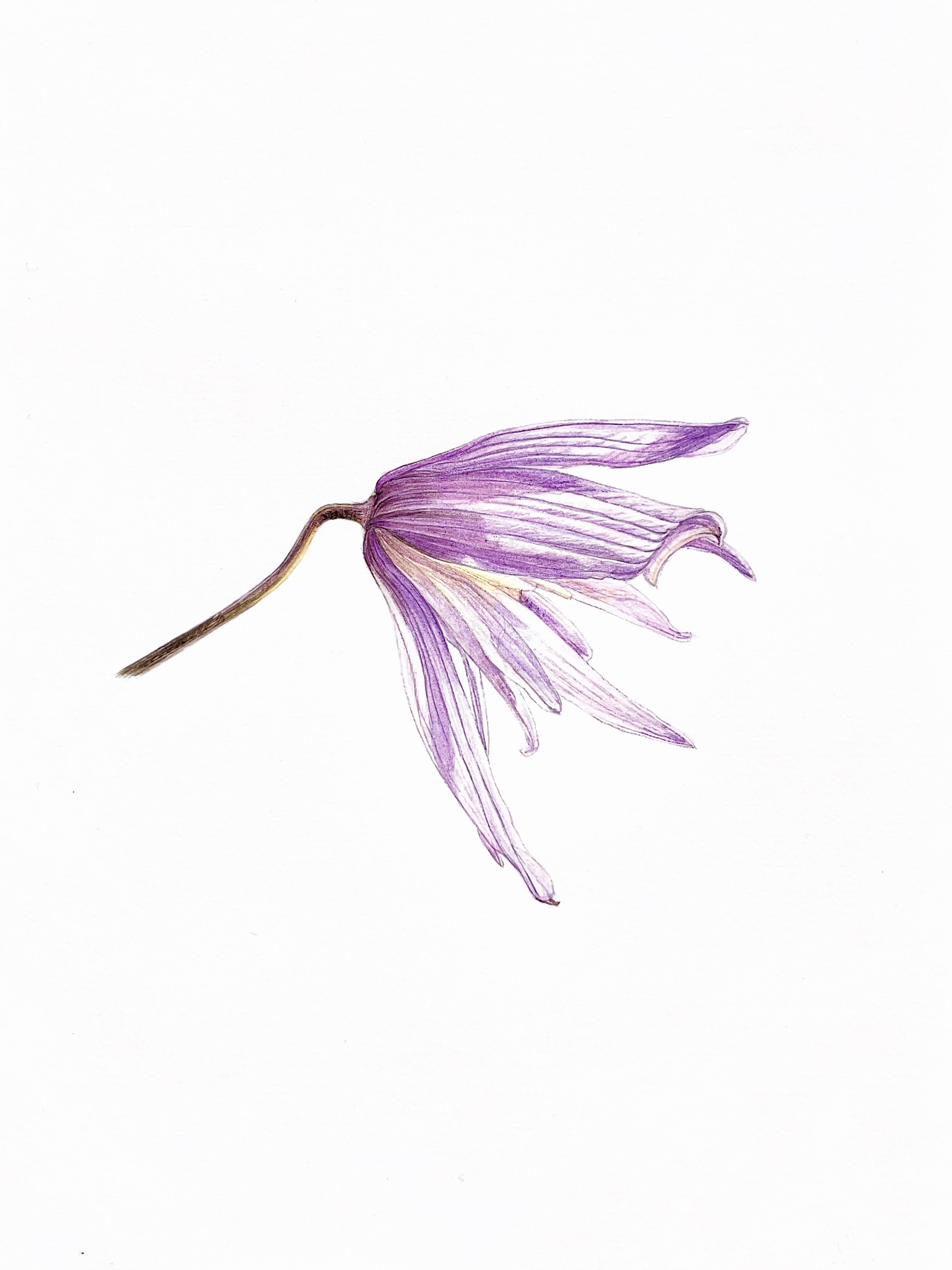 Aquarelle originale de Clematis macropetala 'Markham's Pink' aux clochettes roses retombantes et sépales en pointes